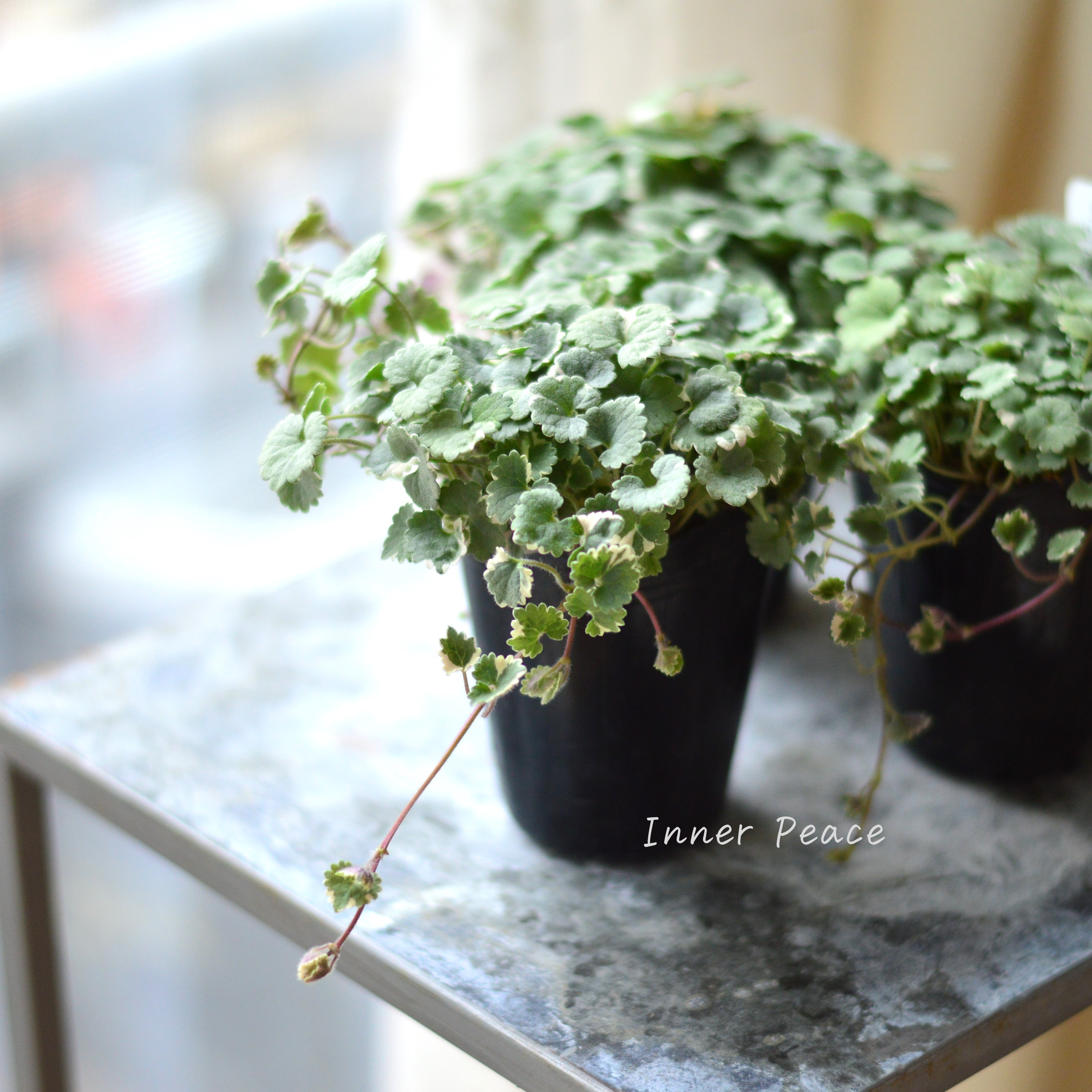 【斑入り】 グレコマ バリエガータ 2.5寸~3寸POT