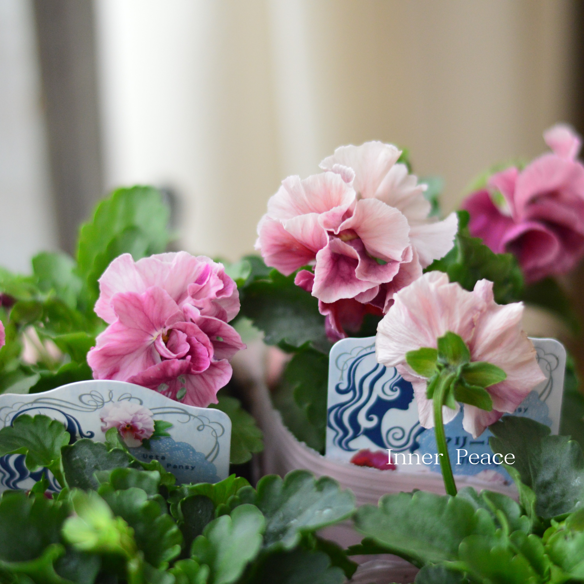 【うえたさん育種】 パンジー 『マリーリーン・C』 3.5寸POT