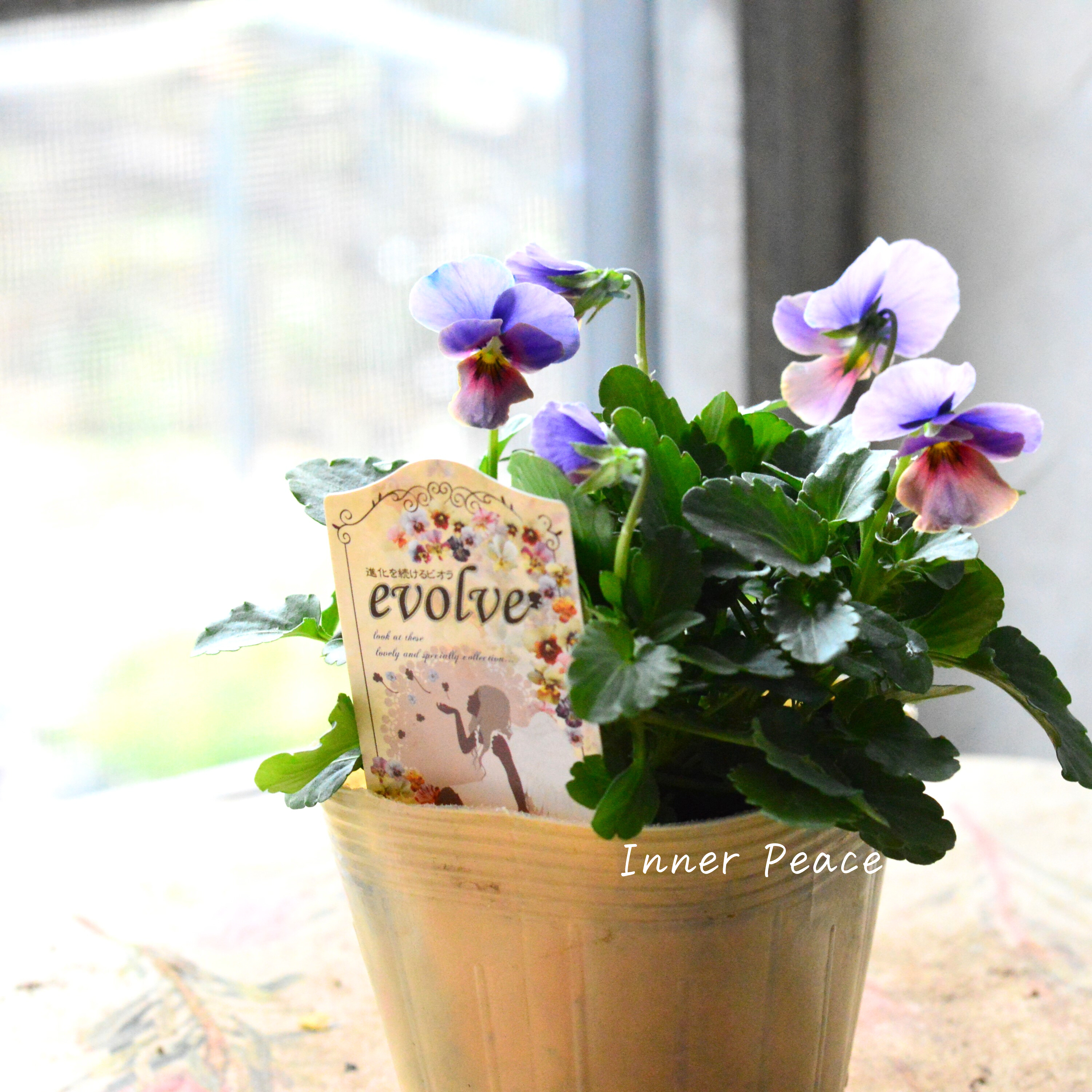 【美しい】 ビオラ 『evolve ~エボルベ~ 』 ブルー系 3.5寸POT