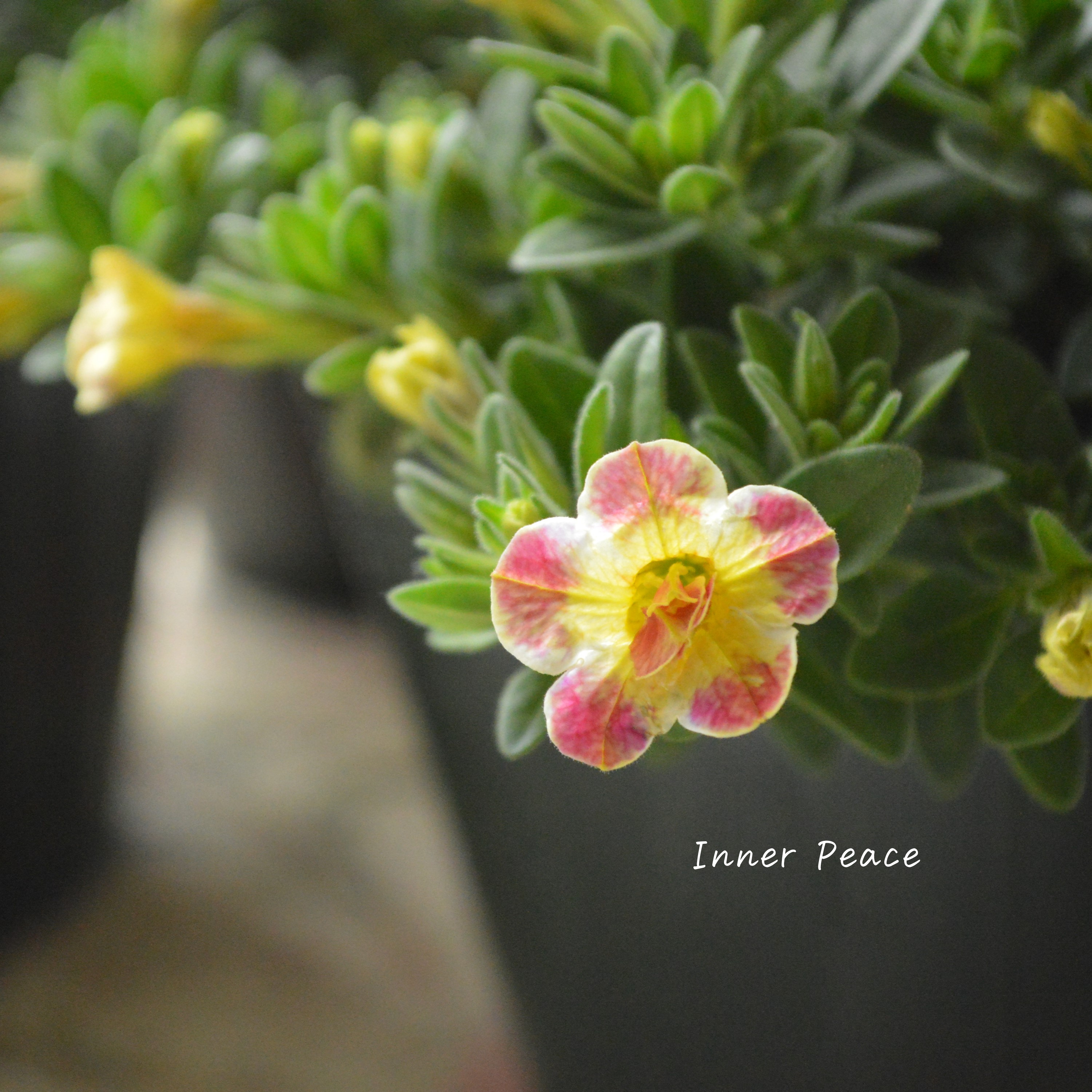 【ゲブラさん】 Sale! カリブラコア 『Emily ~エミリ~』 3.5寸POT