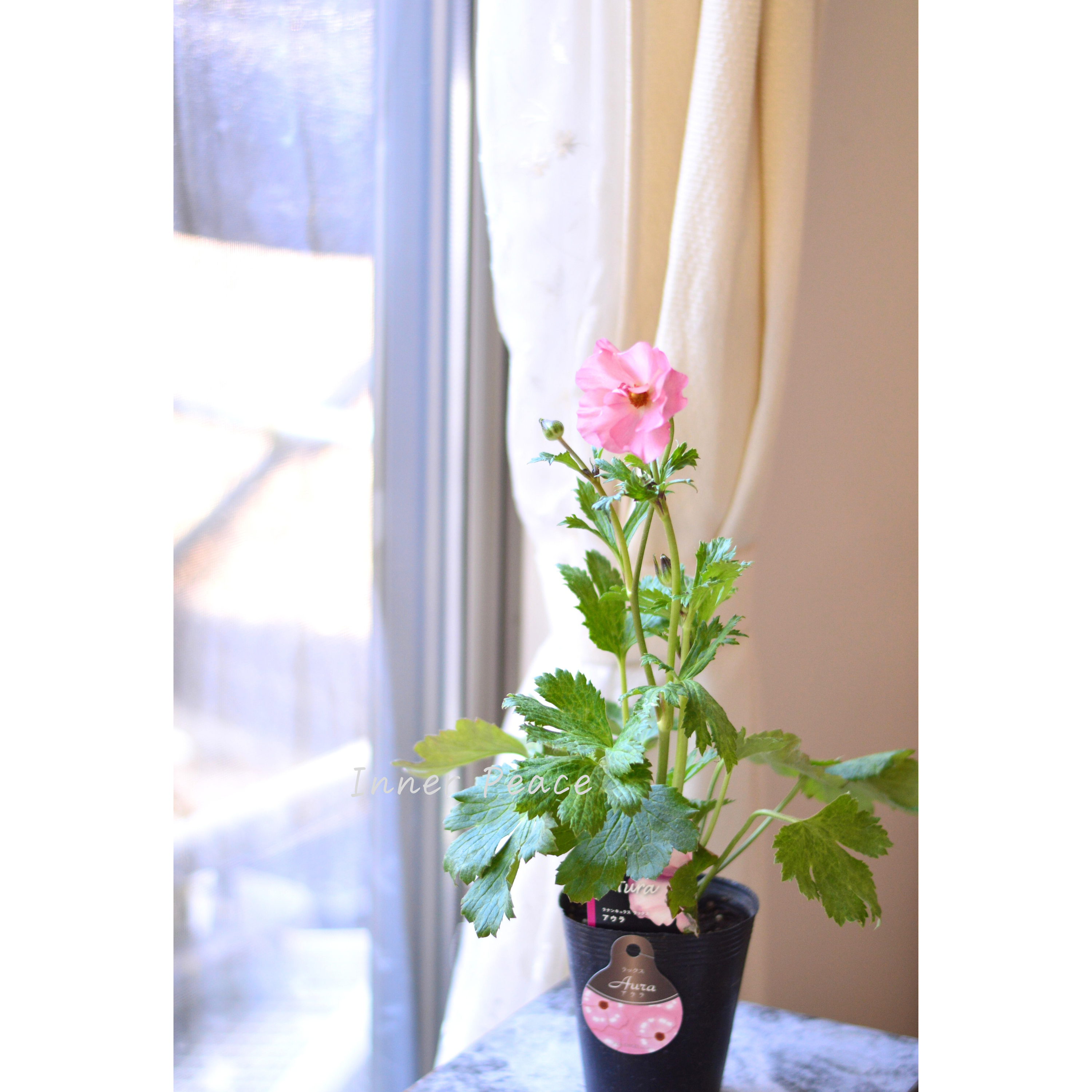 【美しい】 ラナンキュラス・ラックス 『アウラ』 4寸POT