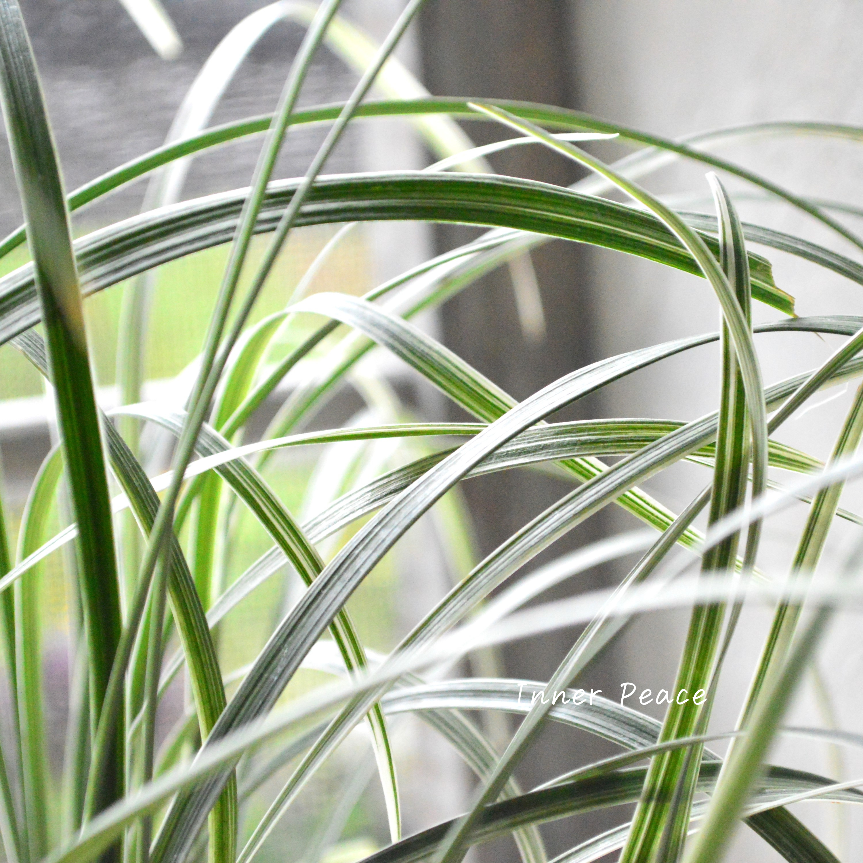 【日陰に強い】 リュウノヒゲ 『白竜』 3寸POT