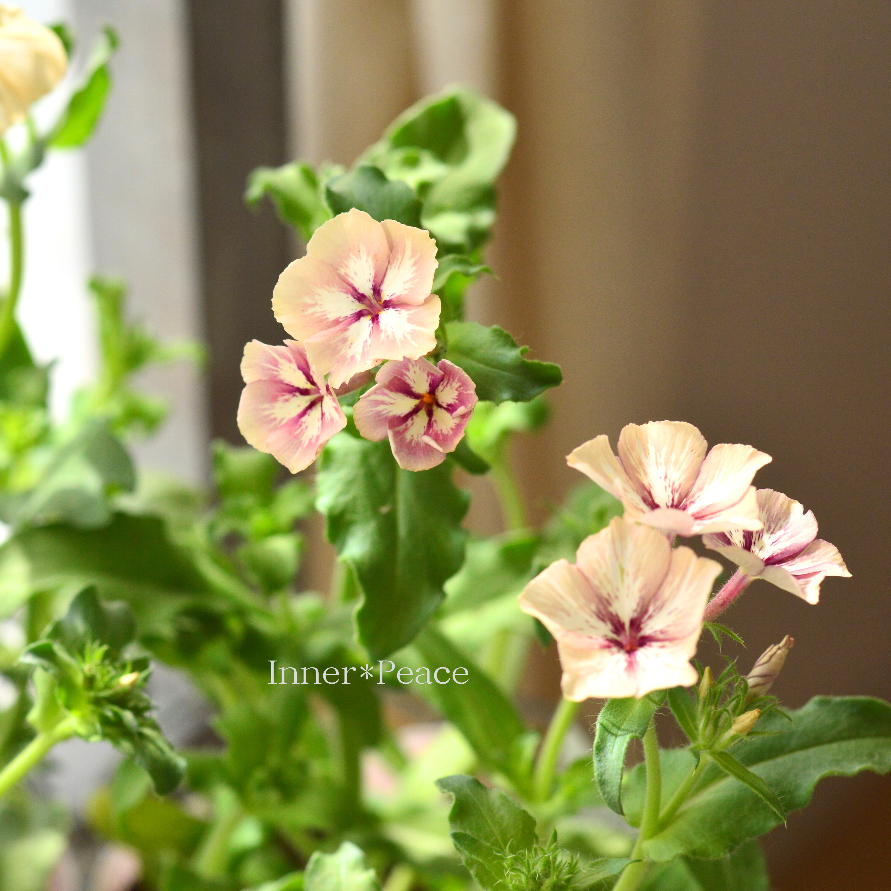 【大人かわいい】 フロックス 『クレームブリュレ』 3寸POT