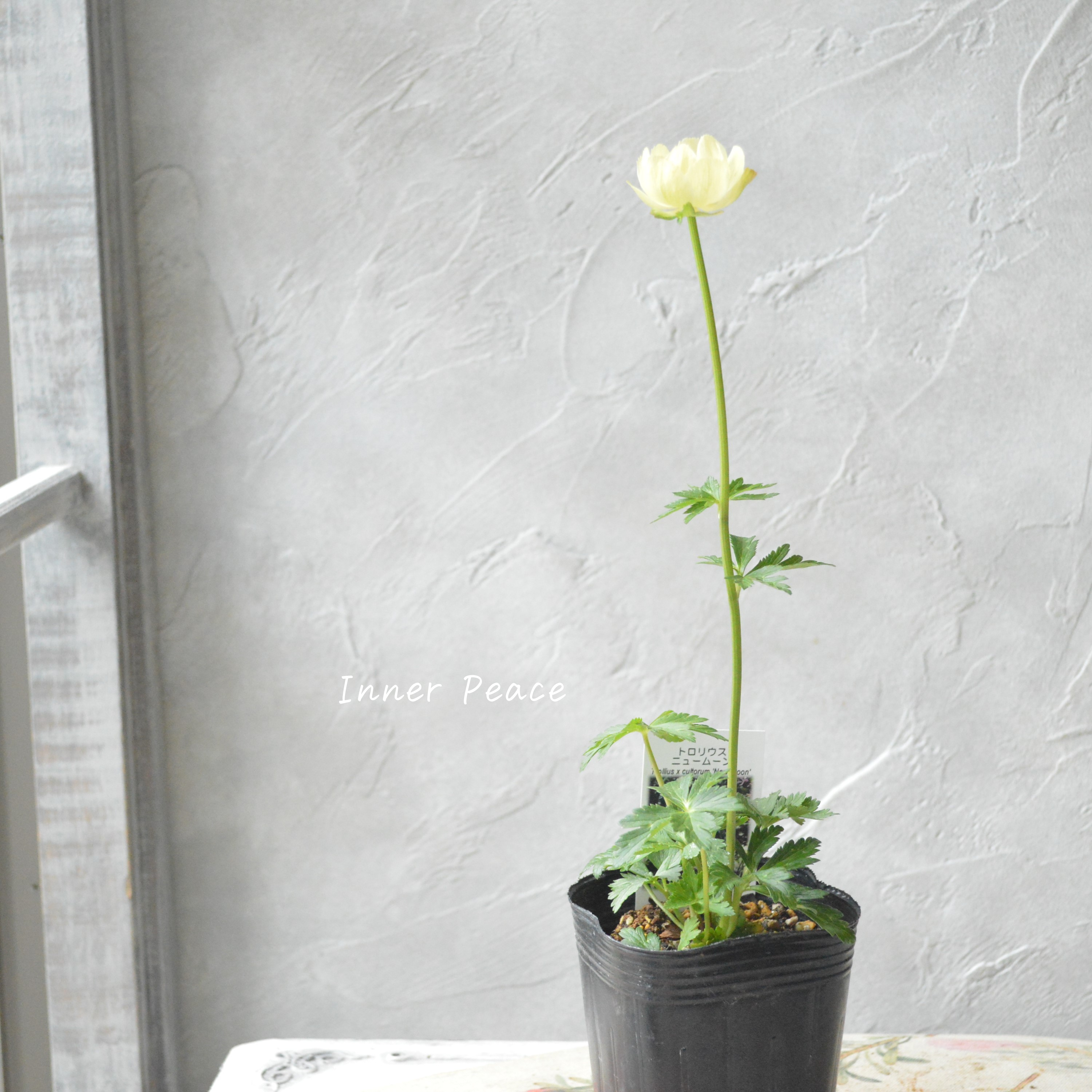 【素敵】 トロリウス 『ニュームーン』 3寸POT