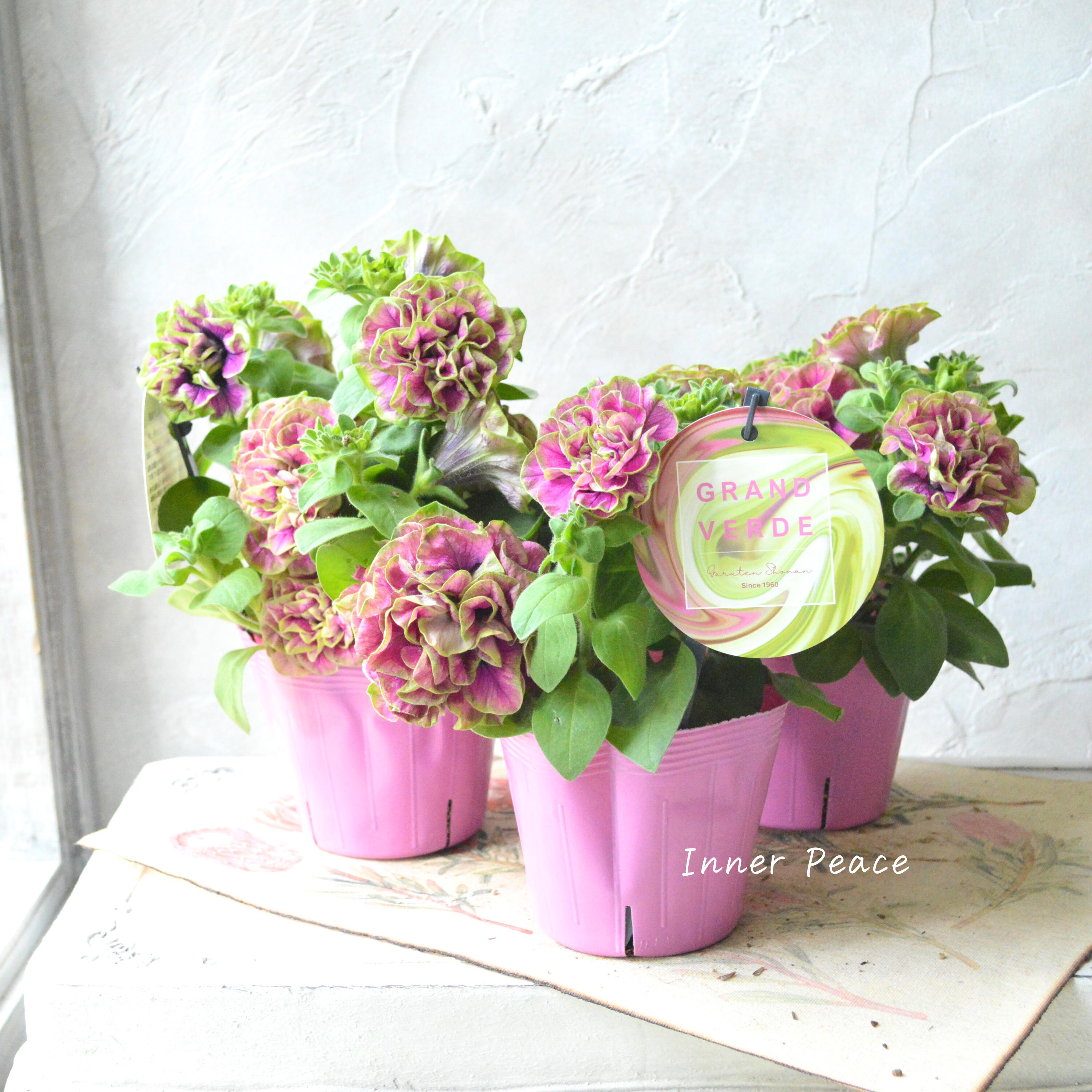 【ガルテン湘南さん】 ペチュニア 『湘南ルビーノ・ヴェルデ』 3.5寸POT