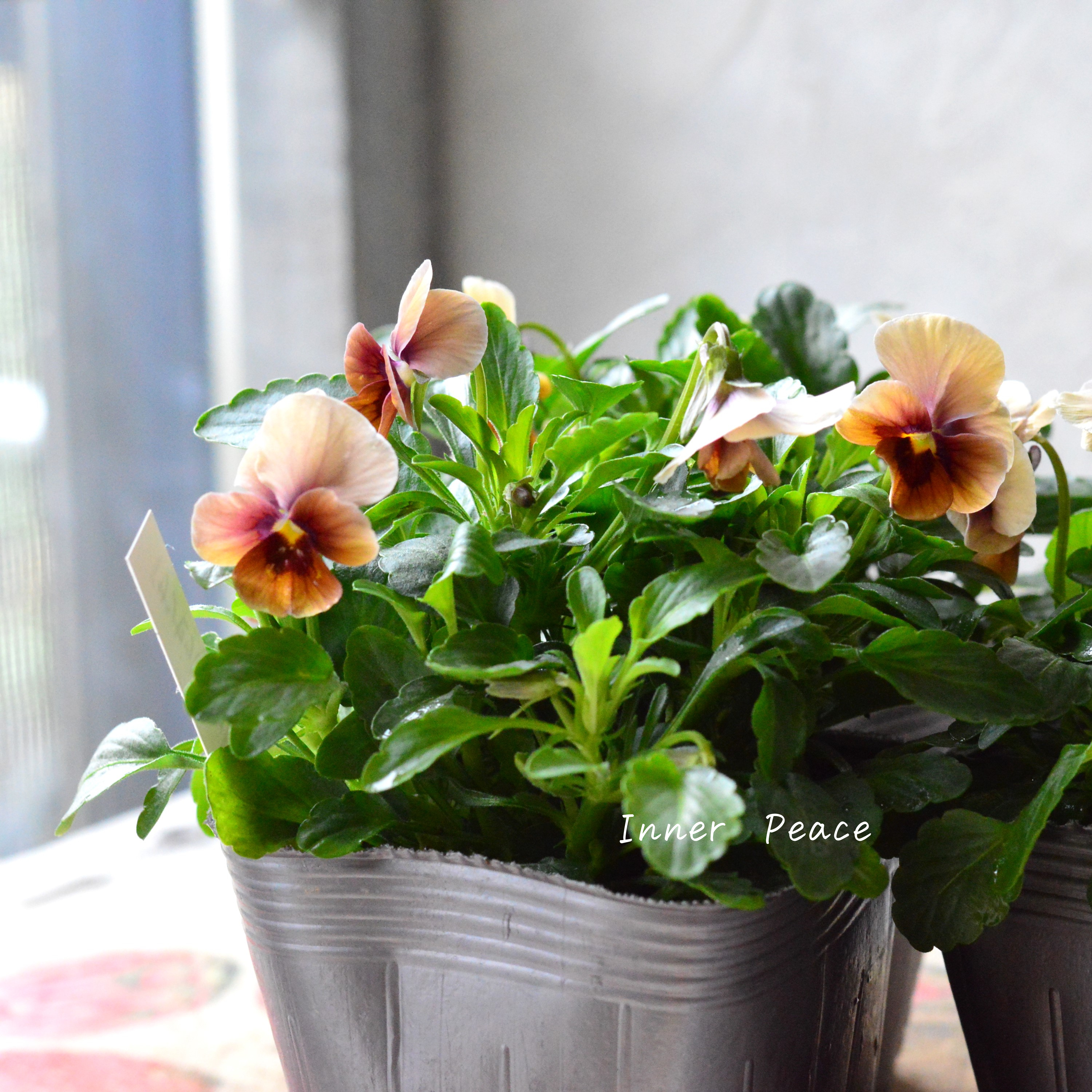 【tef*tef*さんオリジナルビオラ】 サンセットグロー 3.5寸POT