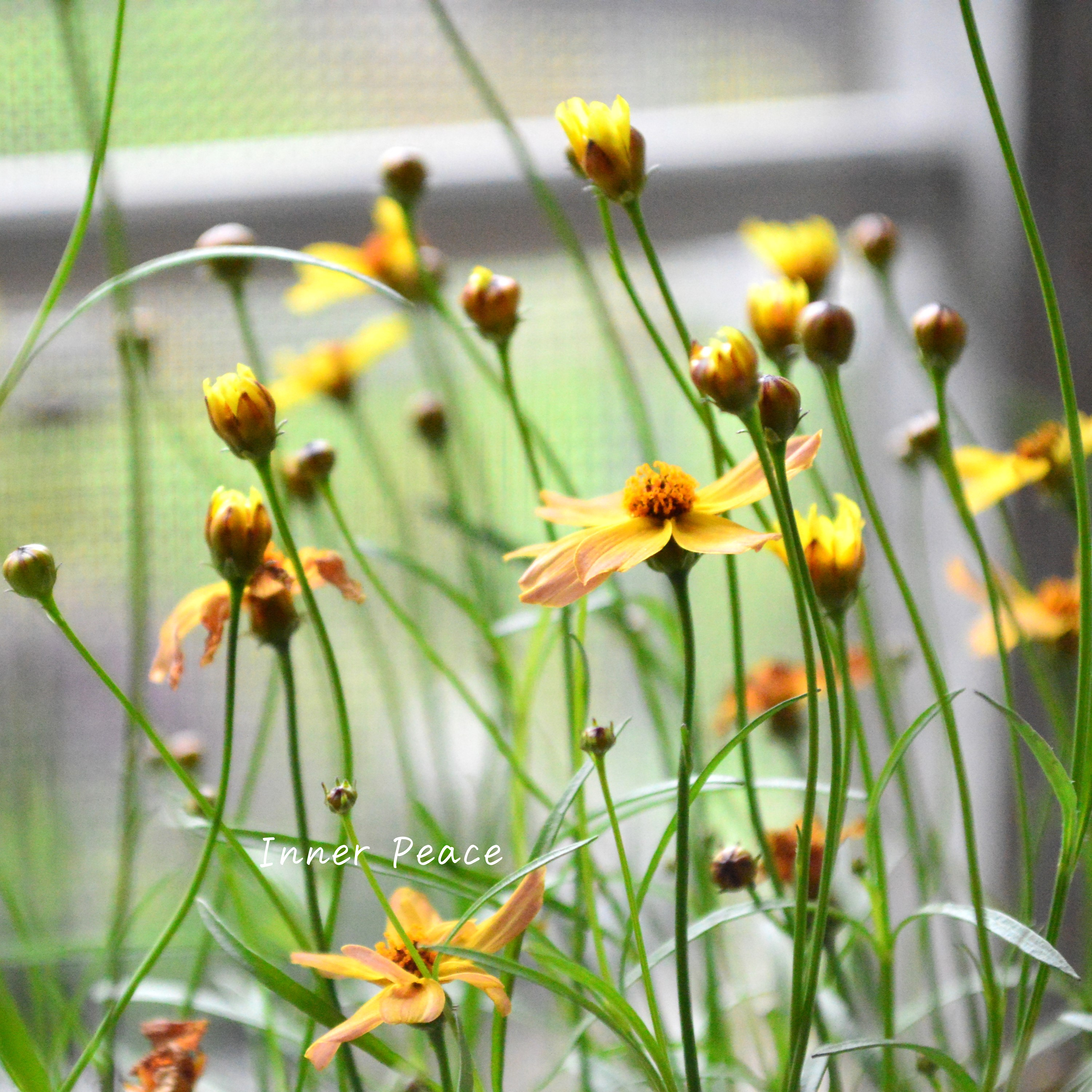 【アンティーク色】 コレオプシス『ウリドリーム・サンセット』 3寸POT