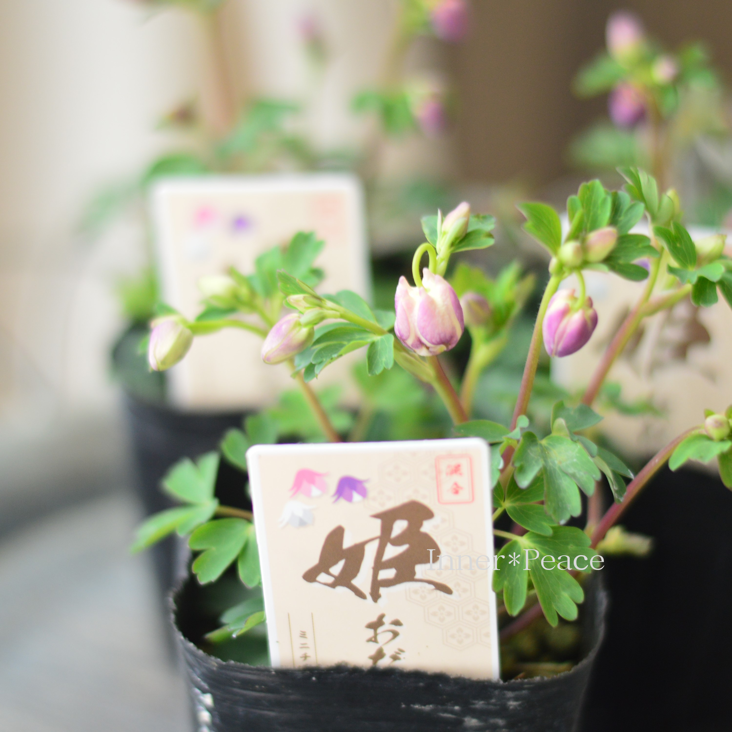 【かわいい】 姫オダマキ 『パープル系』 3寸POT