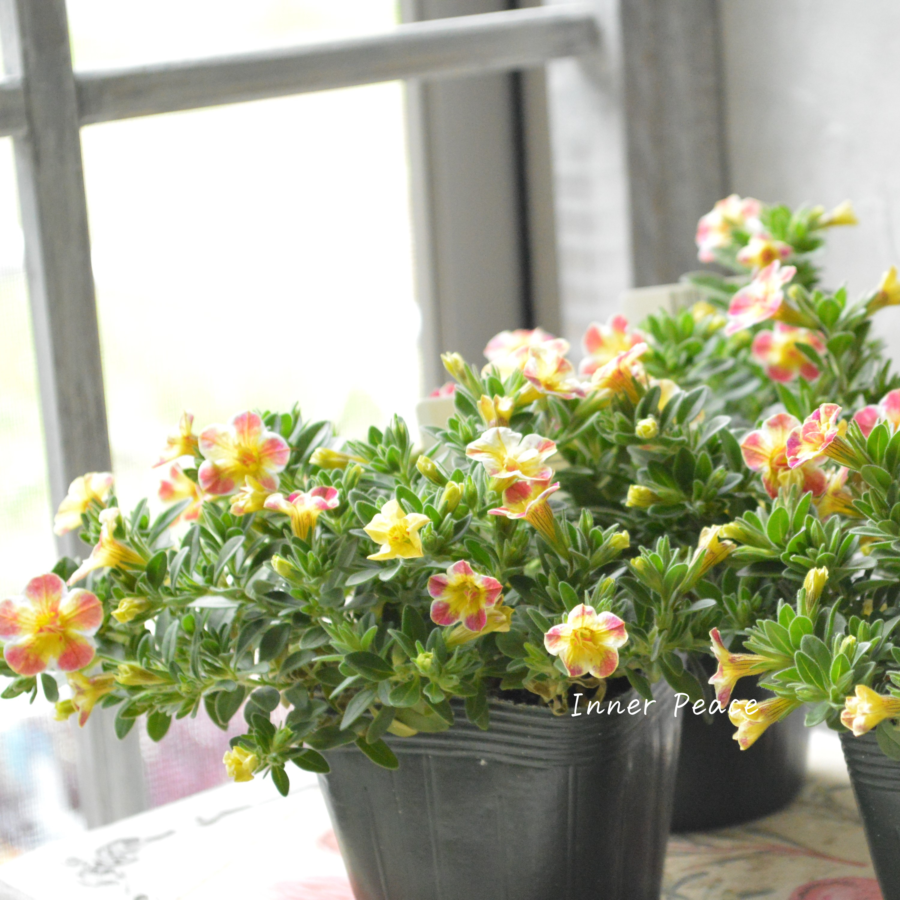 【ゲブラさん】 Sale! カリブラコア 『Emily ~エミリ~』 3.5寸POT