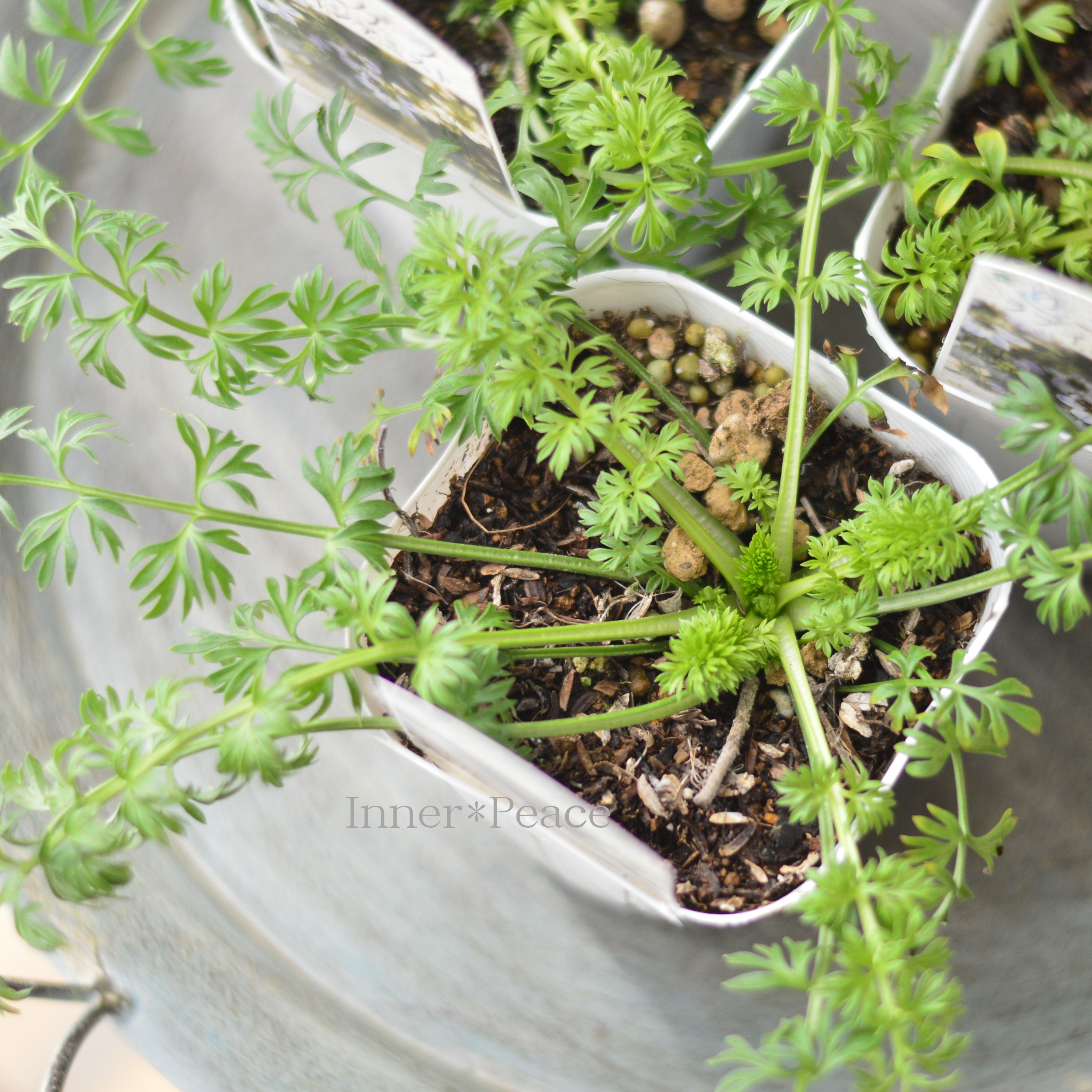 【オシャレ】 ニゲラ 『ラブインアミスト』植え込み用 3寸POT