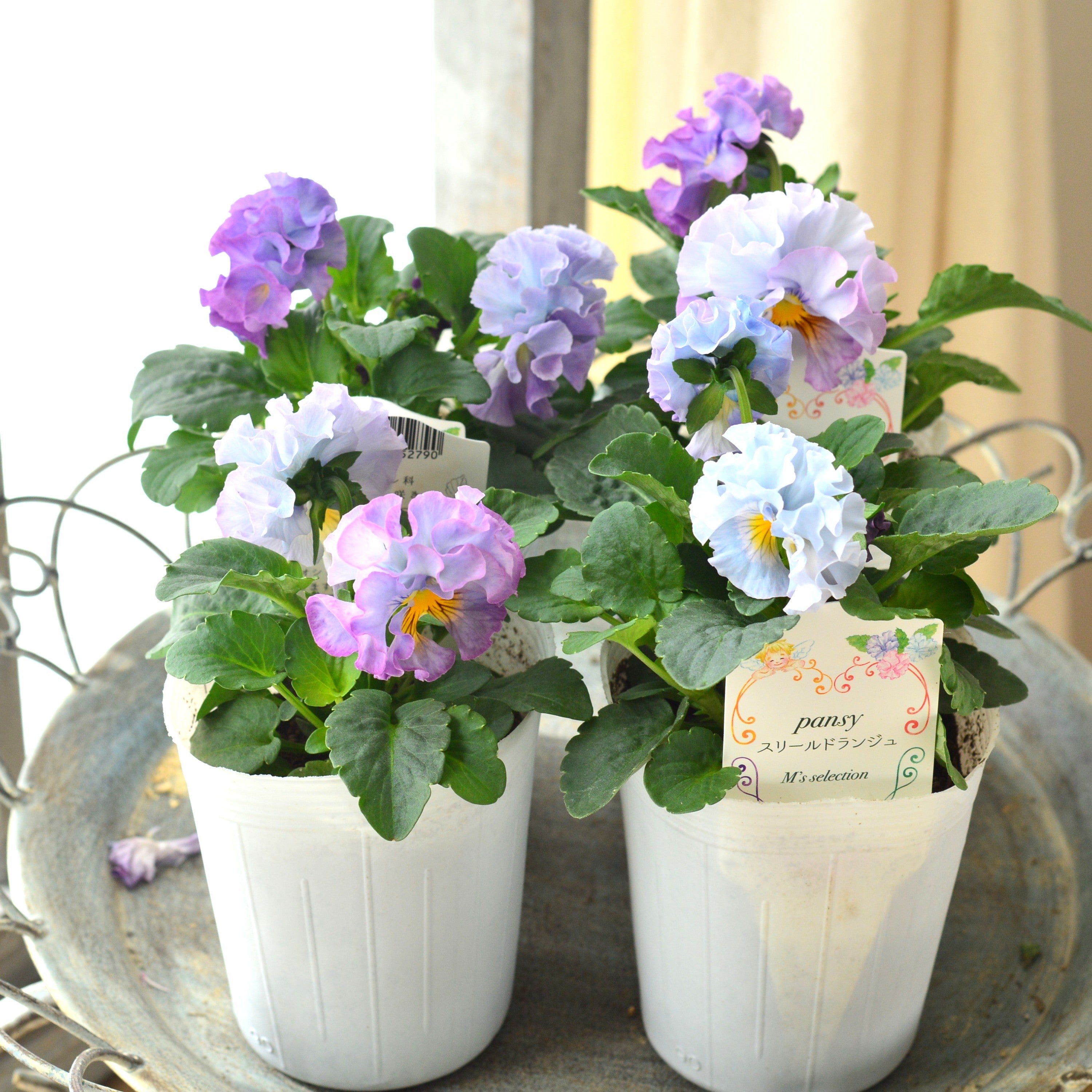 【松原園芸さん】 パンジー 『スリールドランジュ・ブルー系』 3寸POT
