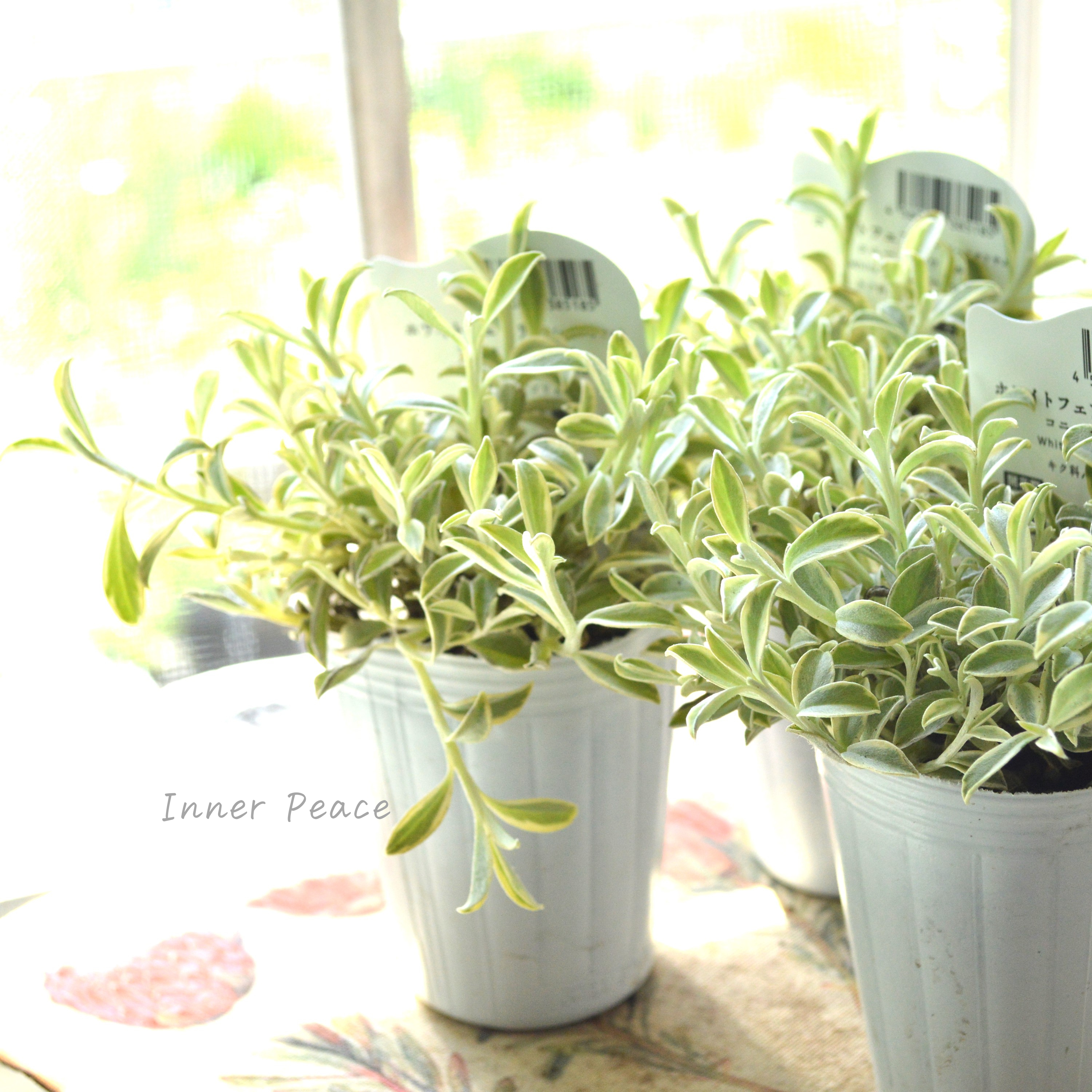 【斑入り】 ヘリクリサム 『ホワイトフェアリー・コニーエトワール』 2.5寸POT