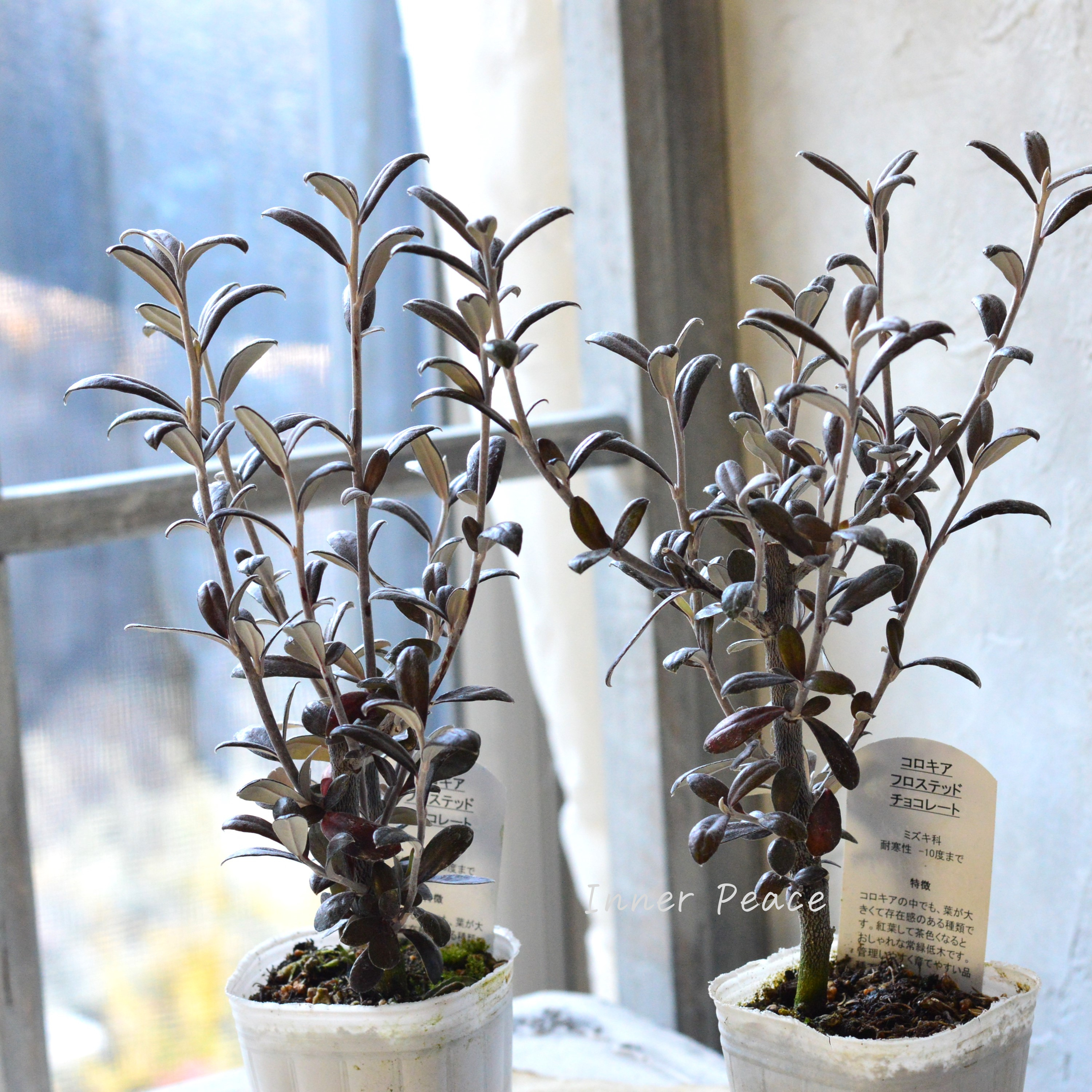 【寒さに強い】 コロキア 『フロステッドチョコレート』 3寸POT