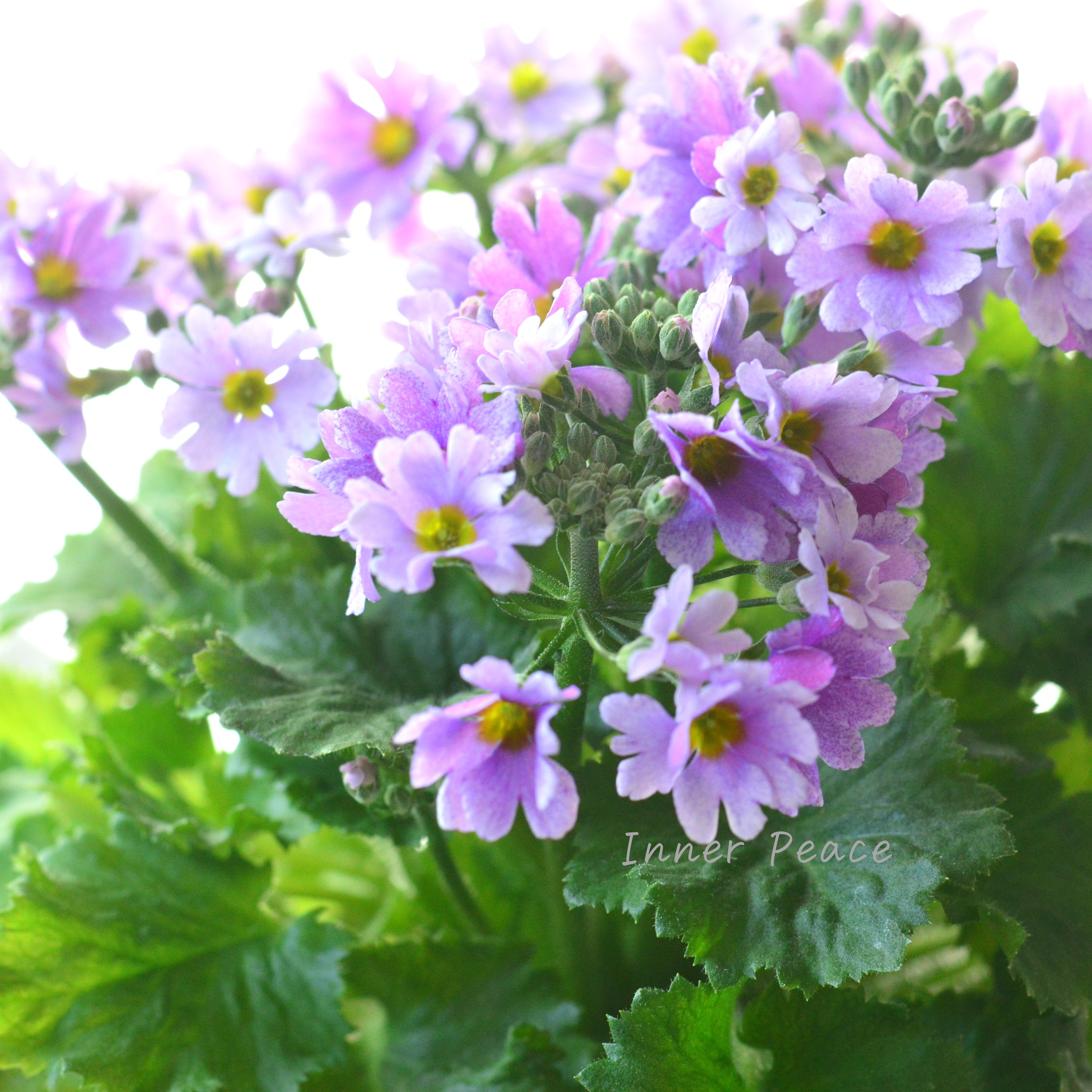 【北島園芸さん】 サクラソウ 『フリル咲き・薄パープル』 3.5寸POT