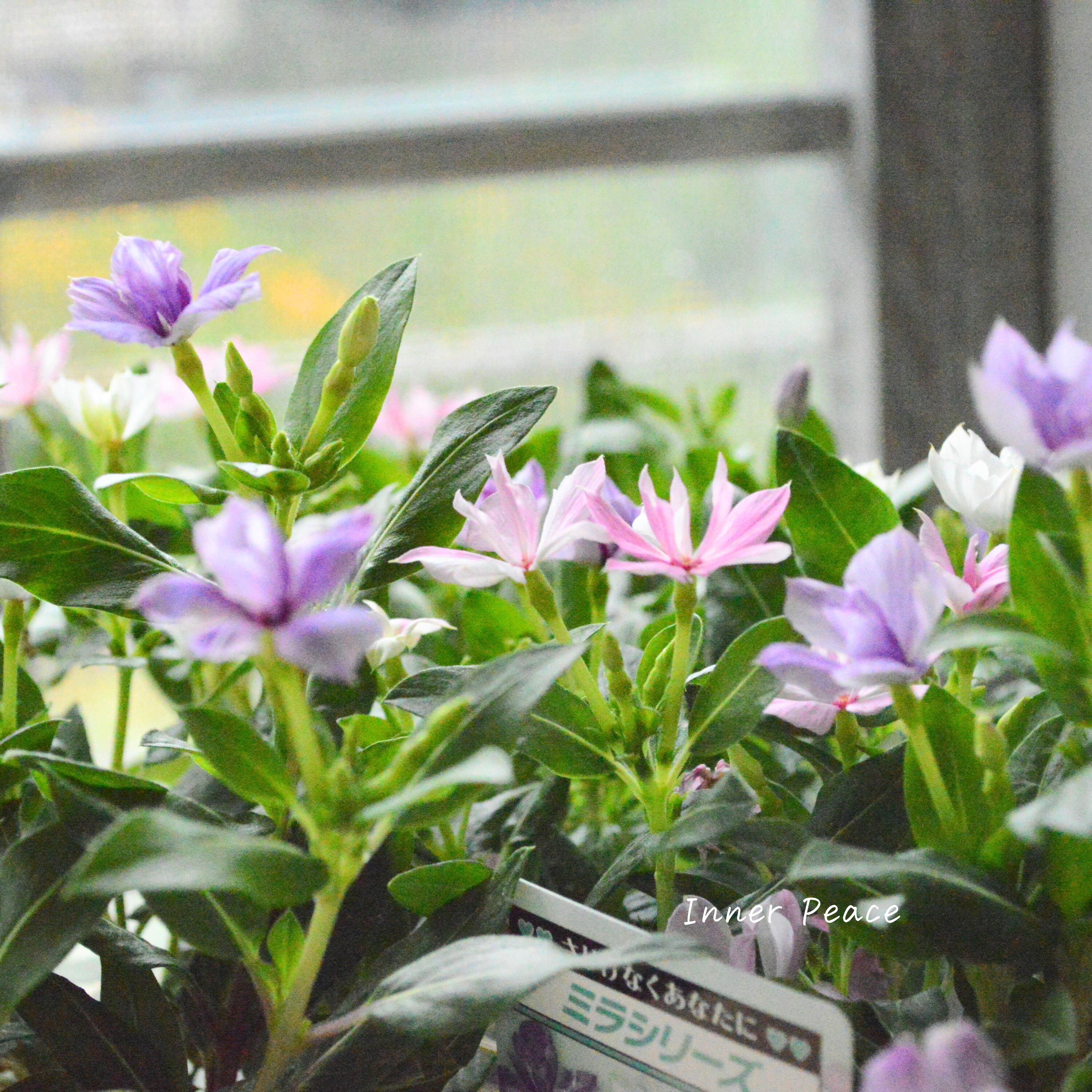 【北島園芸さん】 ニチニチソウ・ミックス植え 『ミラミックス』 3.5寸POT