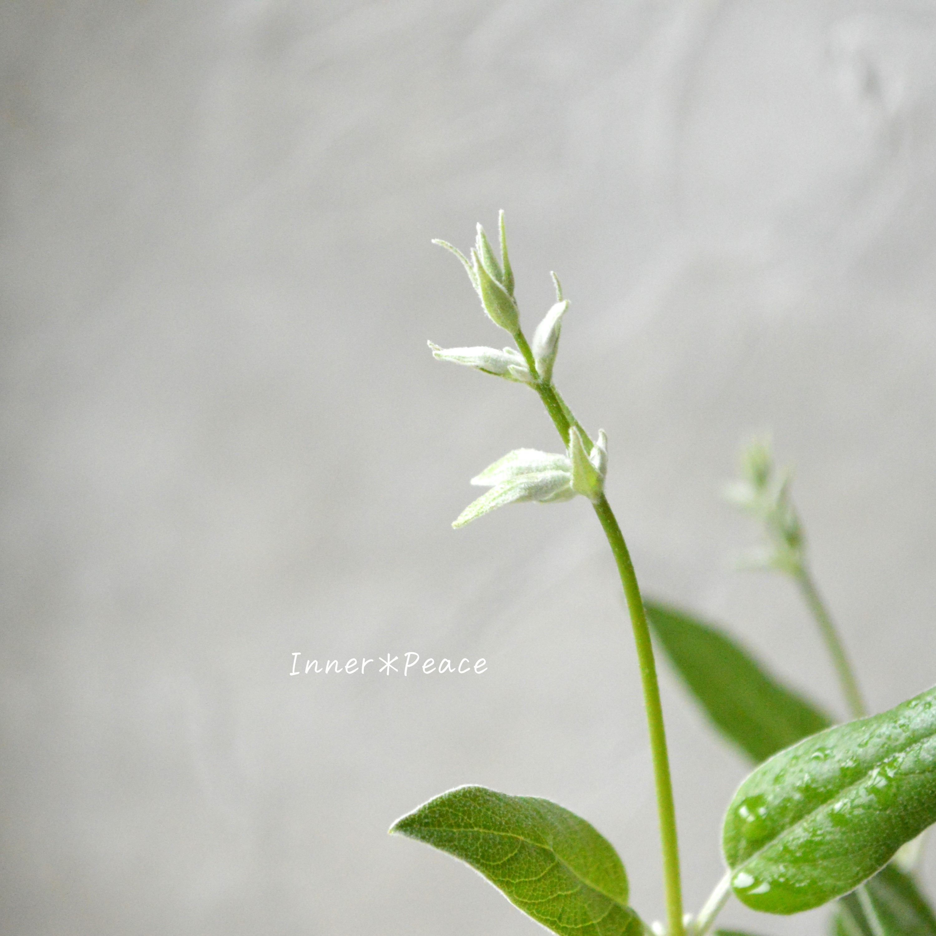 【希少】 サルビア 『ディスコロールカラー』 3.5寸POT