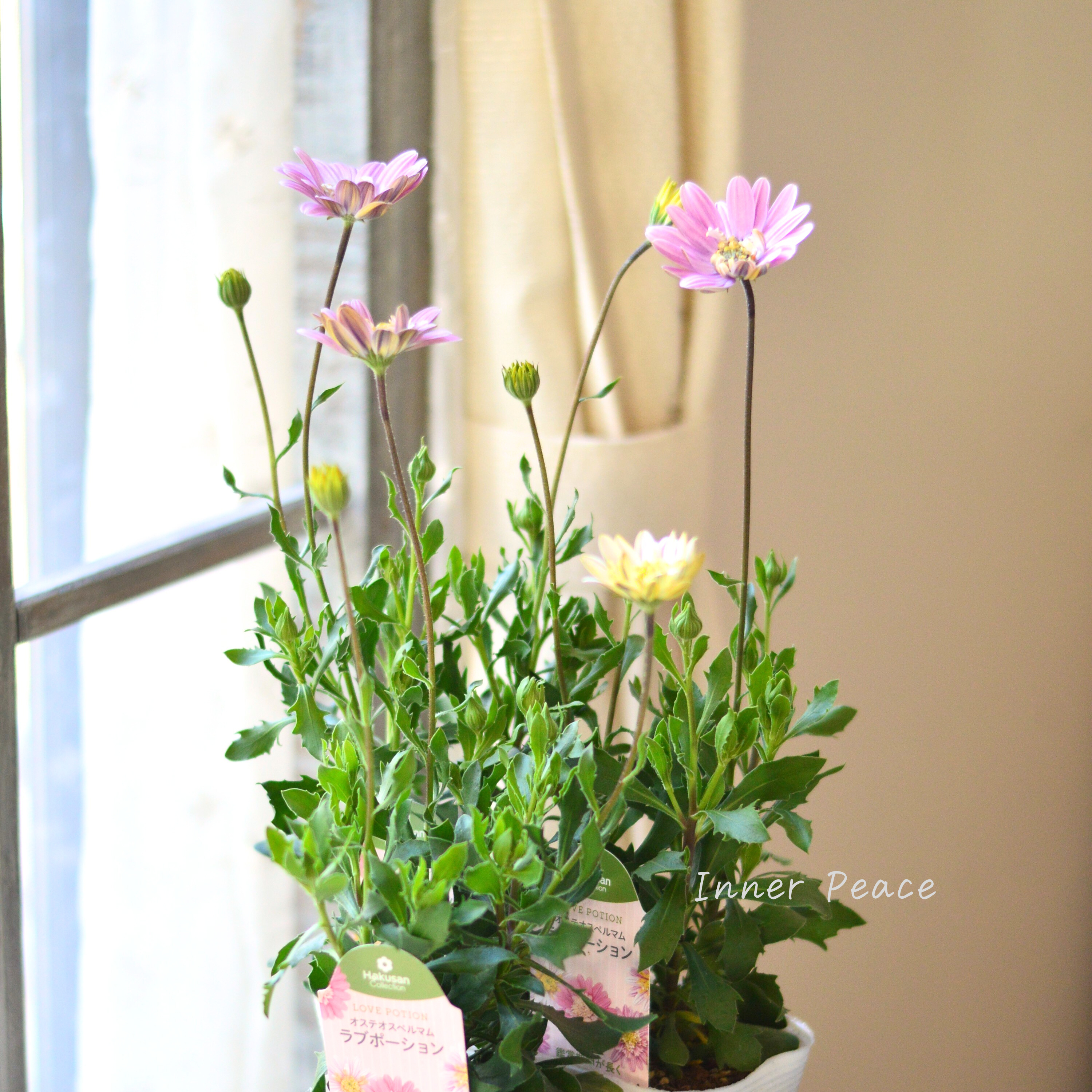 【かわいい】 オステオスペルマム 『ラブポーション』 3.5寸POT