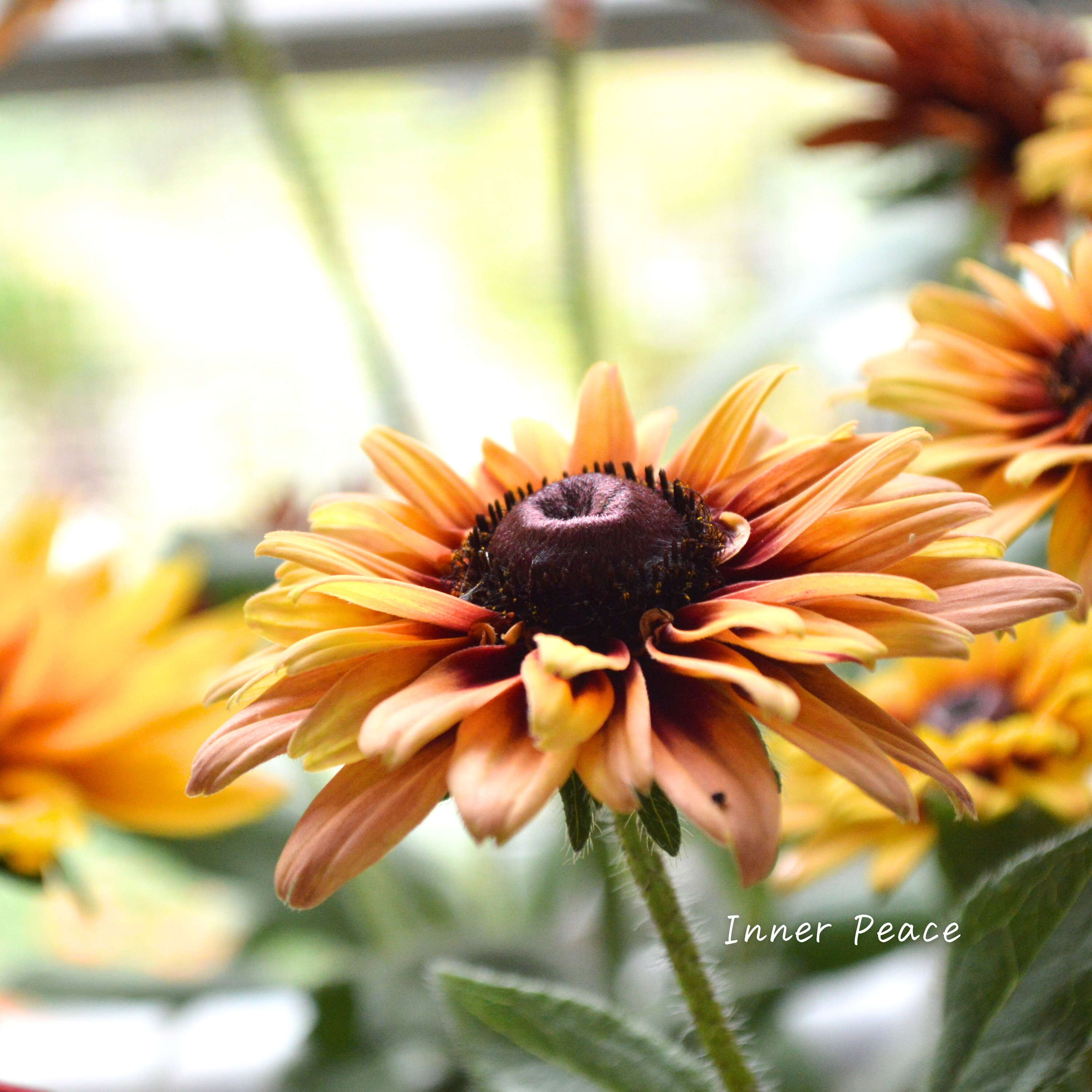 【八重咲き】Sale! ルドベキア 『キャラメルミックス』 3.5寸POT