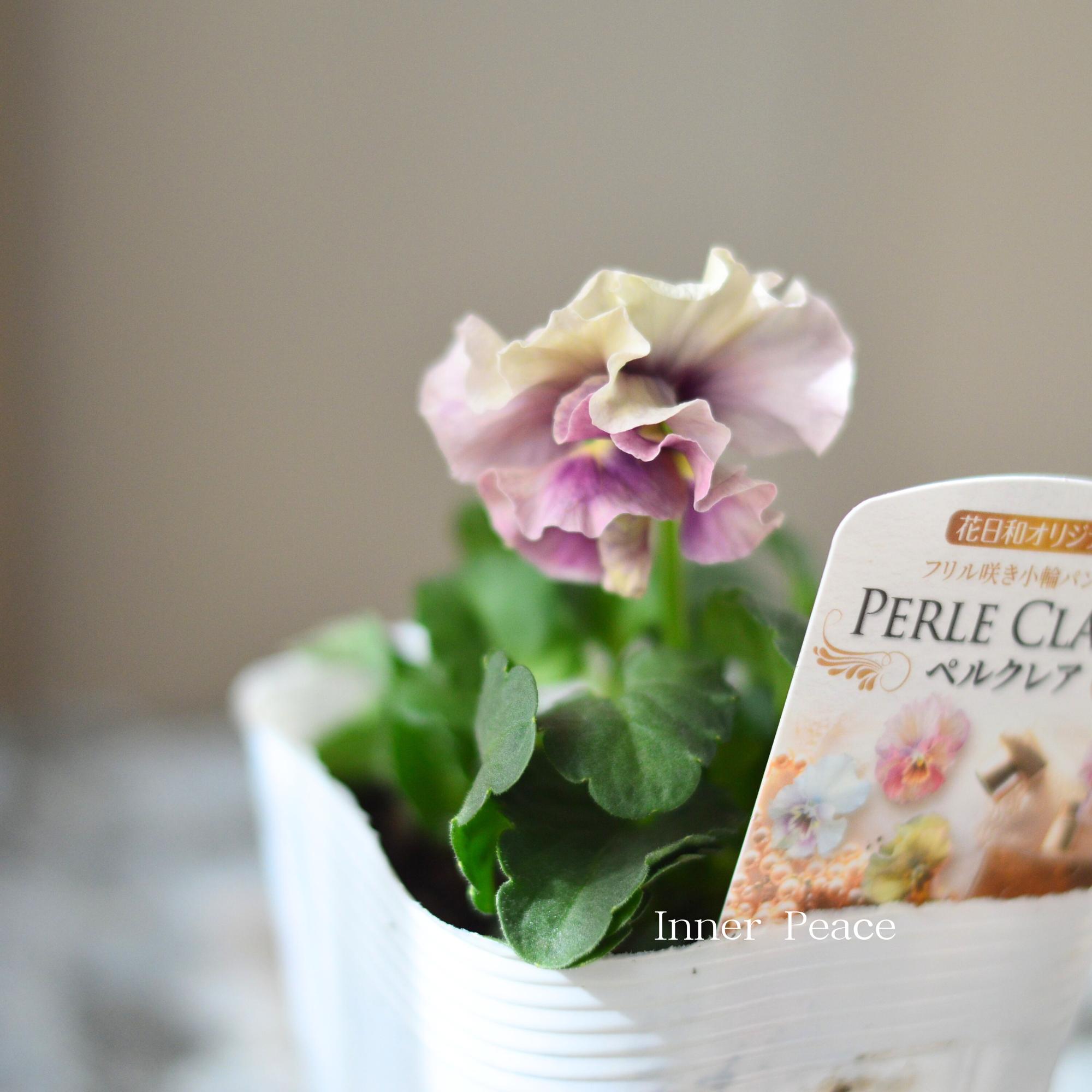 【花日和さん】 ミニパンジー 『ペルクレア』 3.5寸POT