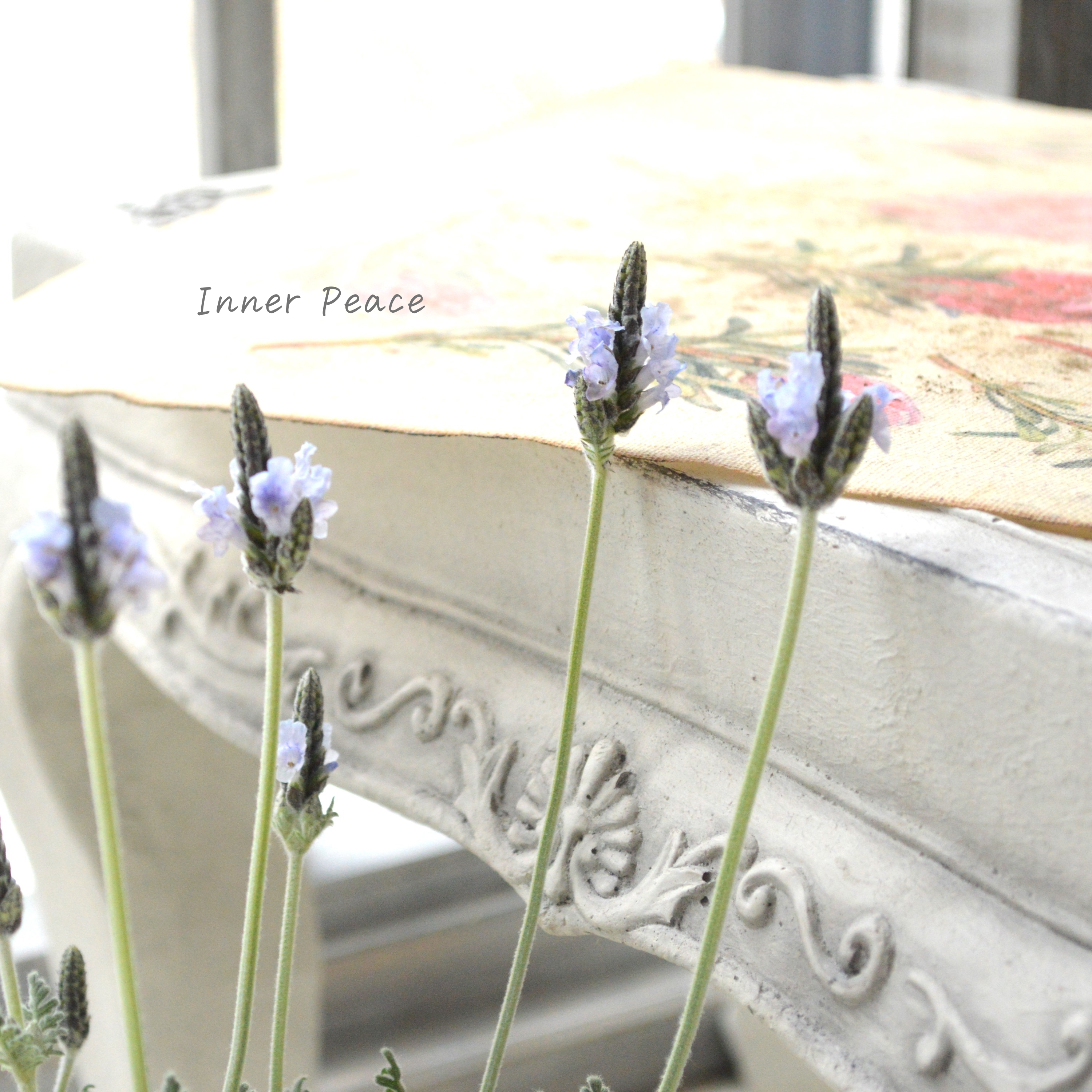 【美しい】 レースラベンダー 『トーチ ミンティアイス』 3.5寸POT