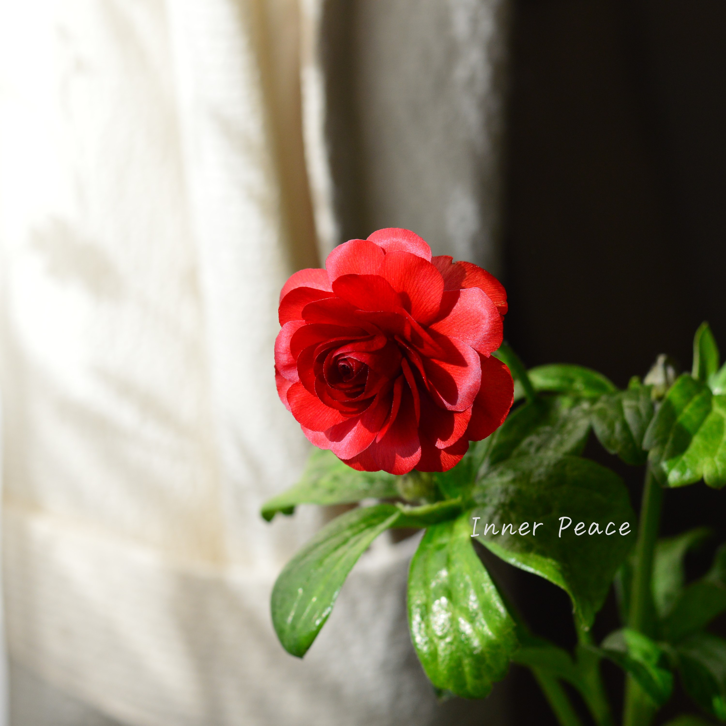 【美しい】 ラナンキュラス・ラックス 『ハデス』 3.5寸ロングPOT