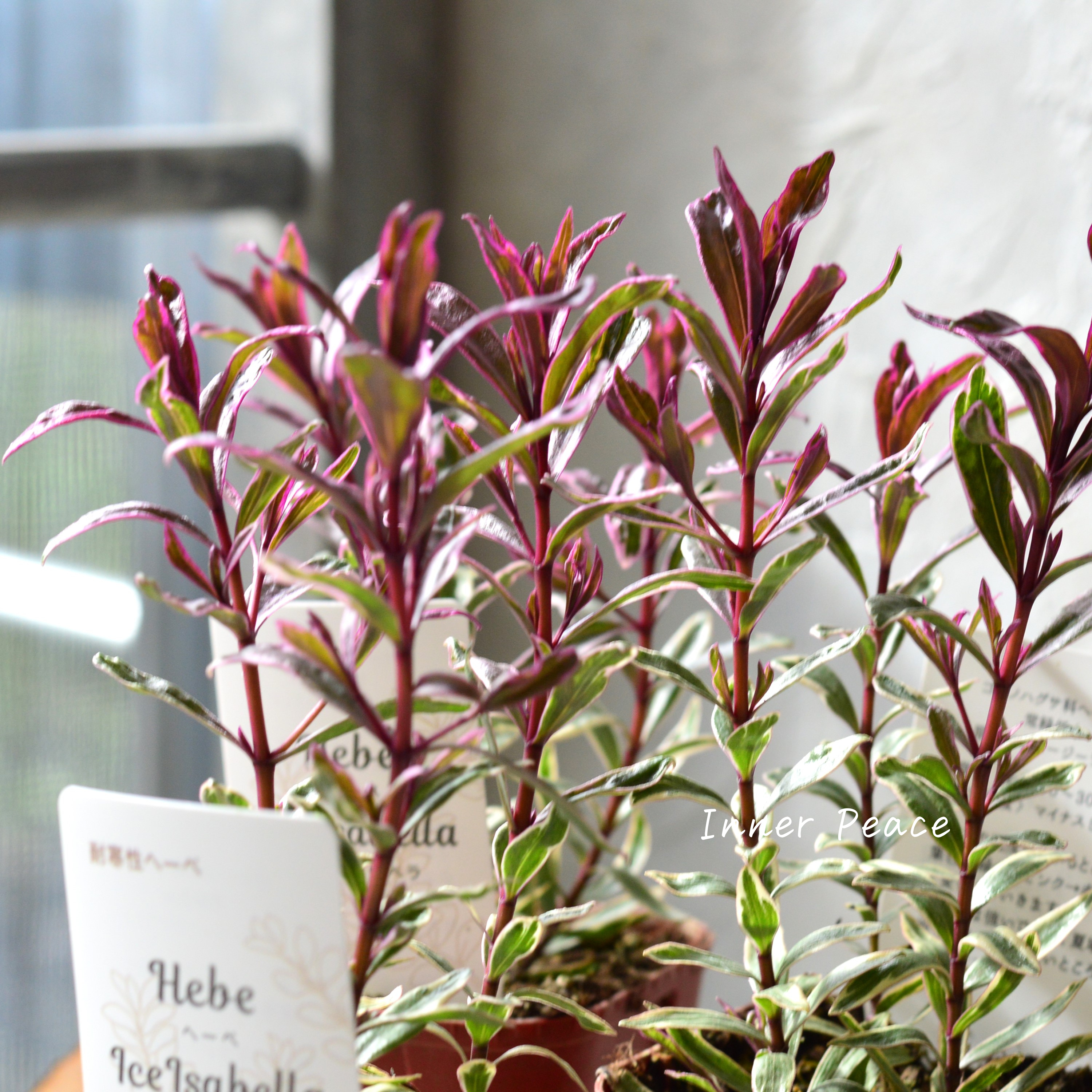 【寄せ植えに】 ヘーベ アイスイザベラ 3寸ロングPOT