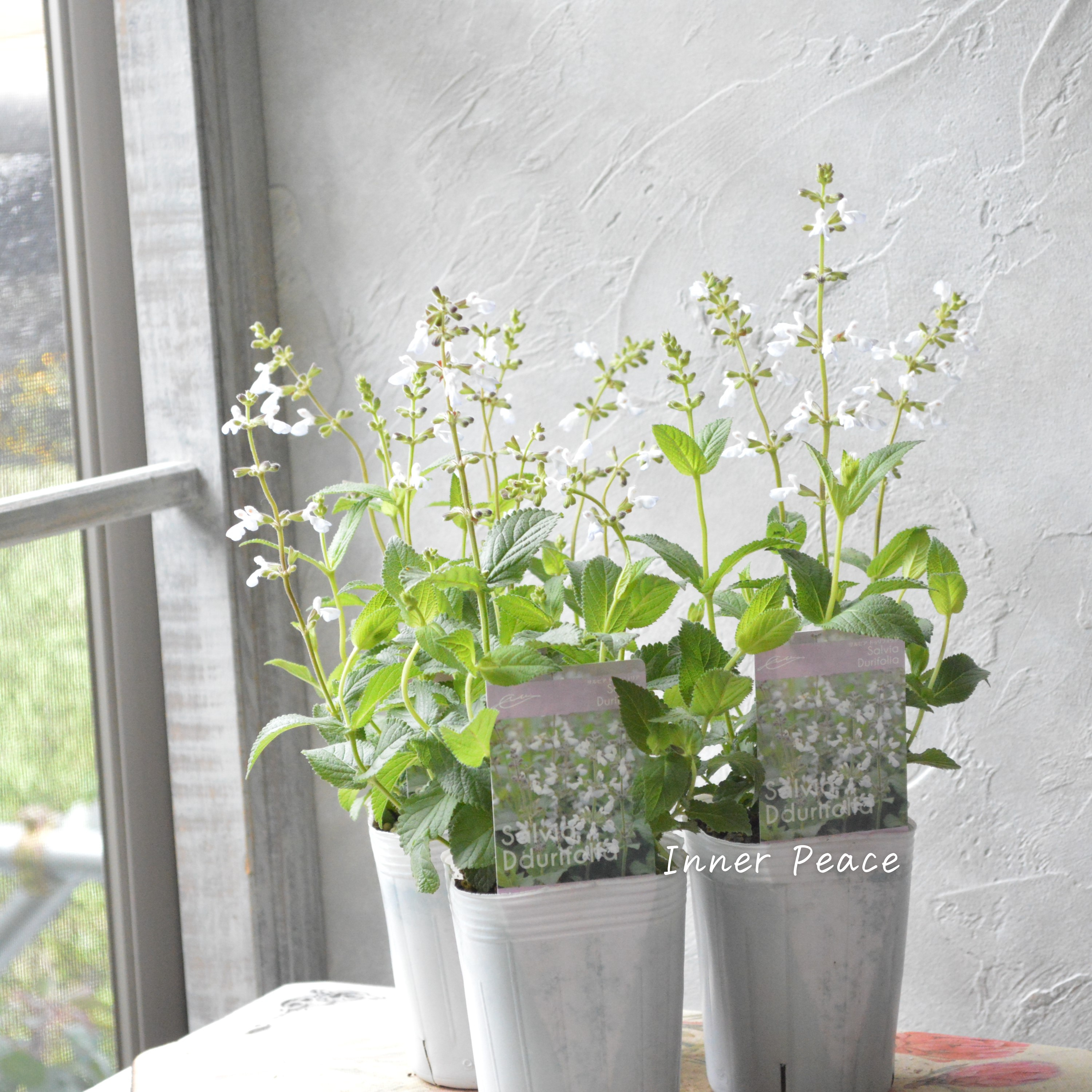 【宿根】 サルビア 『ドゥリフォリア』 3寸ロングPOT