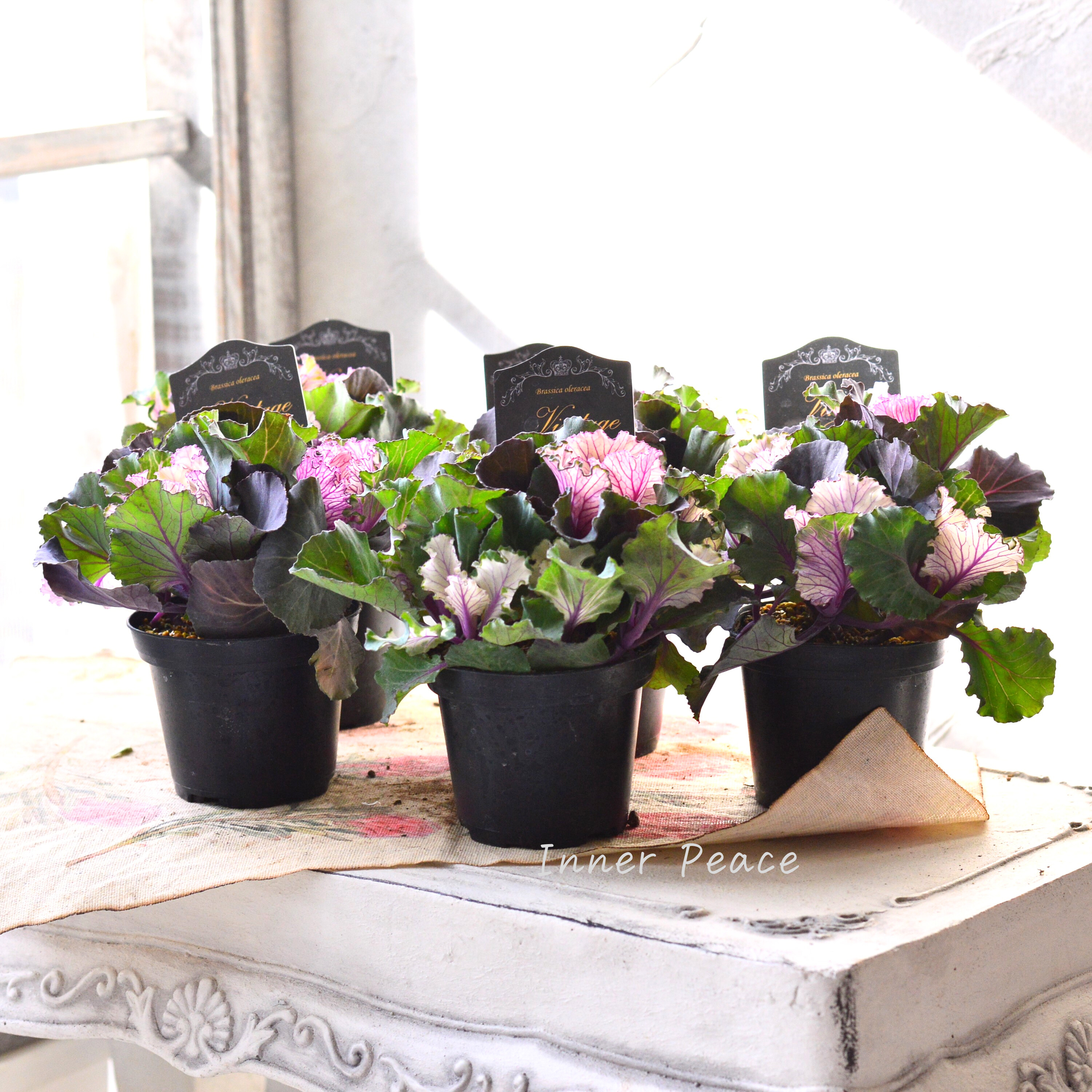 【kーplantsさん】 葉牡丹 『ヴィンテージブーケ・フリル』 2.5寸硬質POT