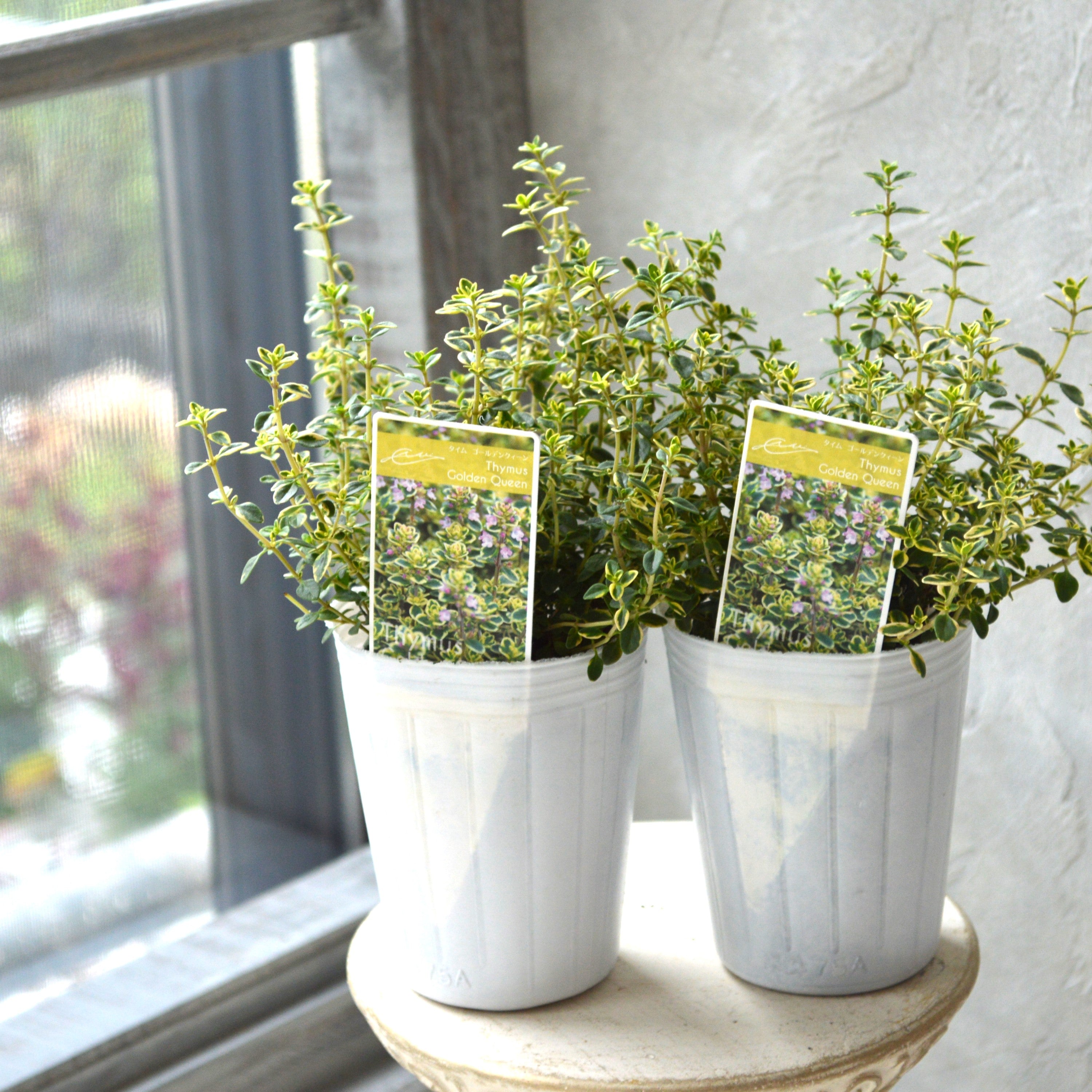 【斑入り】 ゴールデンタイム 2.5寸POT