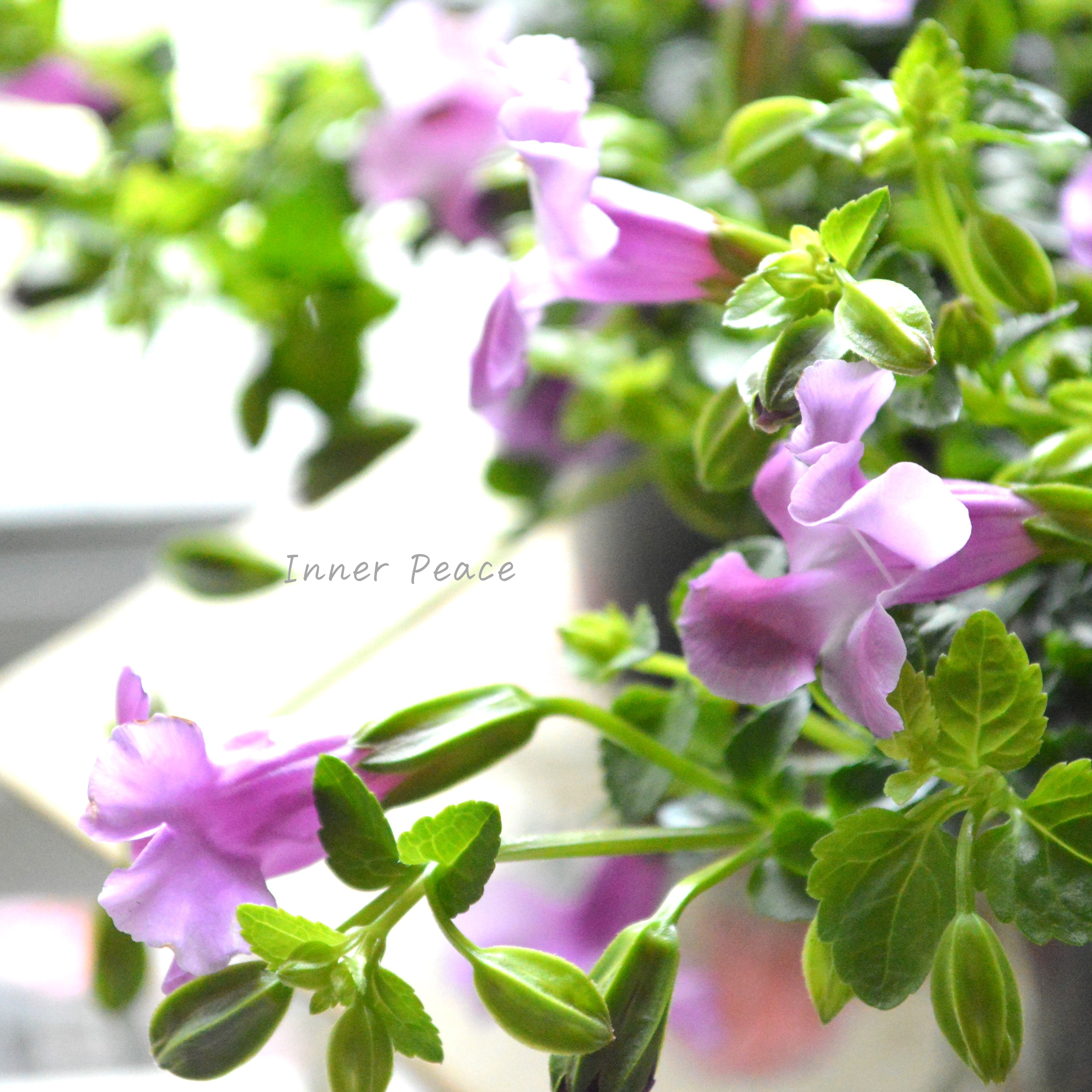 【PW】 スーパートレニア カタリーナ 『ピンクリバー』 3寸POT