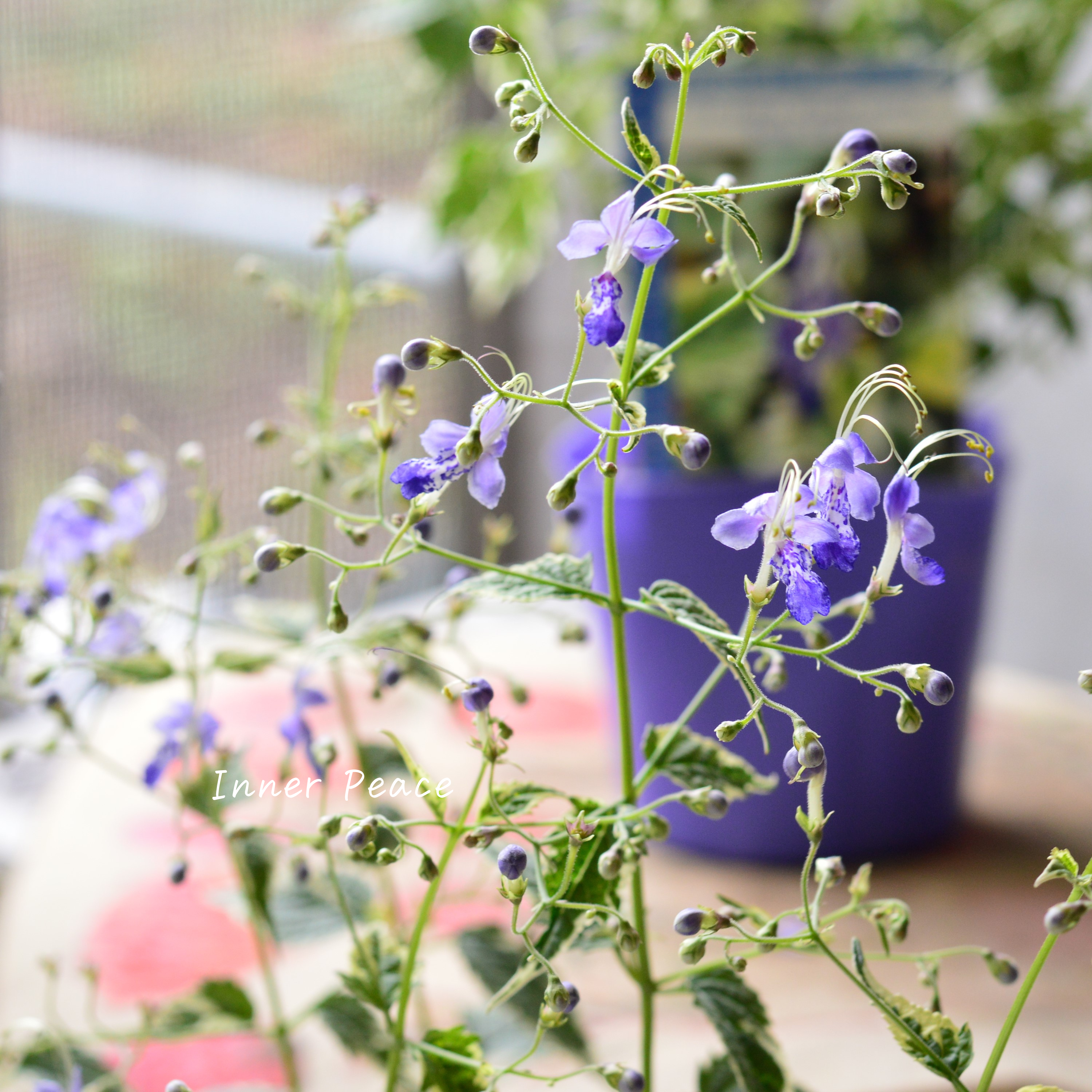 【斑入り】 カリオプテリス 『スノーフェアリー』(カリガネソウ) 3.5寸POT