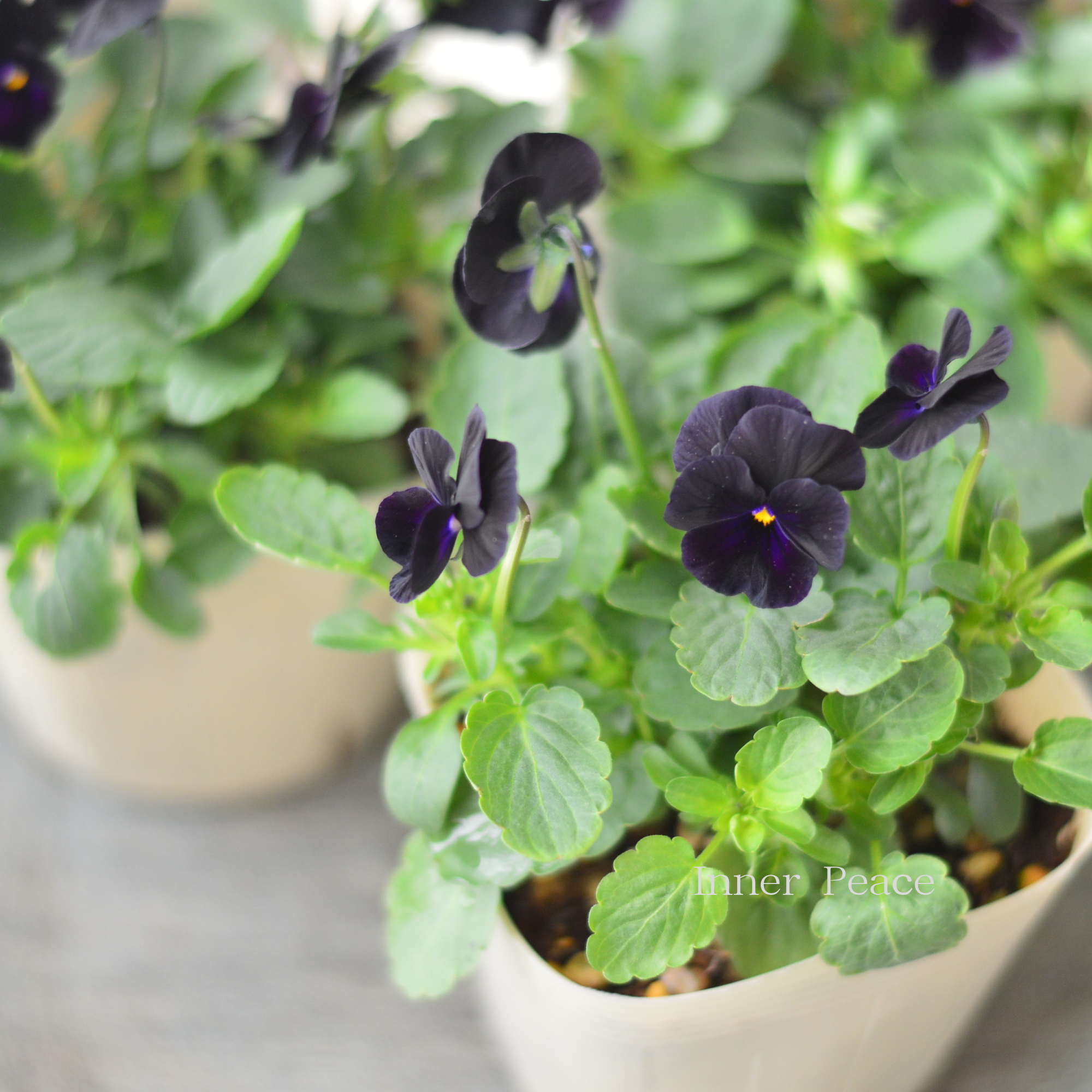 【素敵】 ビオラ 『ソルベ・ブラックデライト』 3.5寸POT