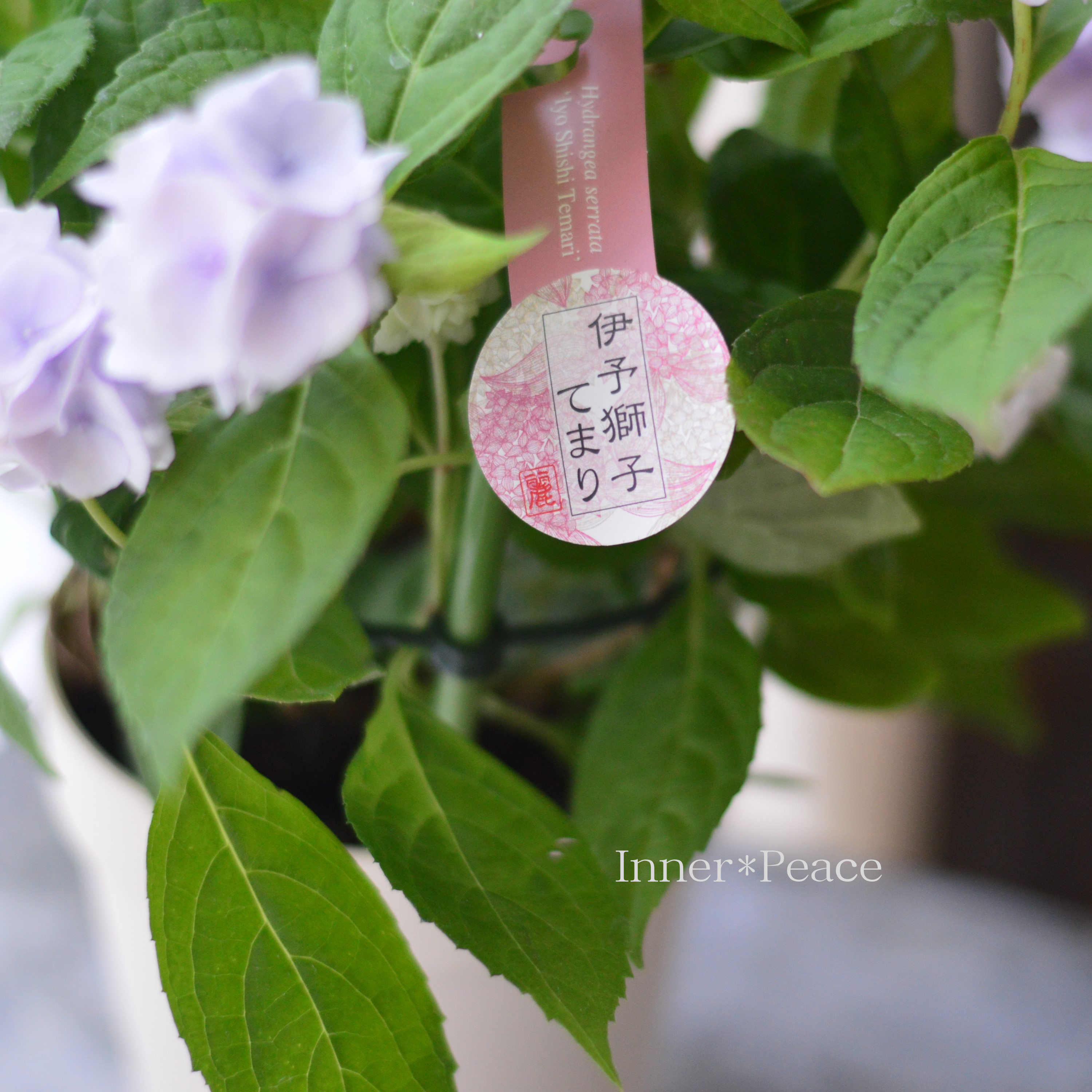 【吉岡麗子さん】 紫陽花 『伊予獅子てまり・ブルー系』 4号鉢