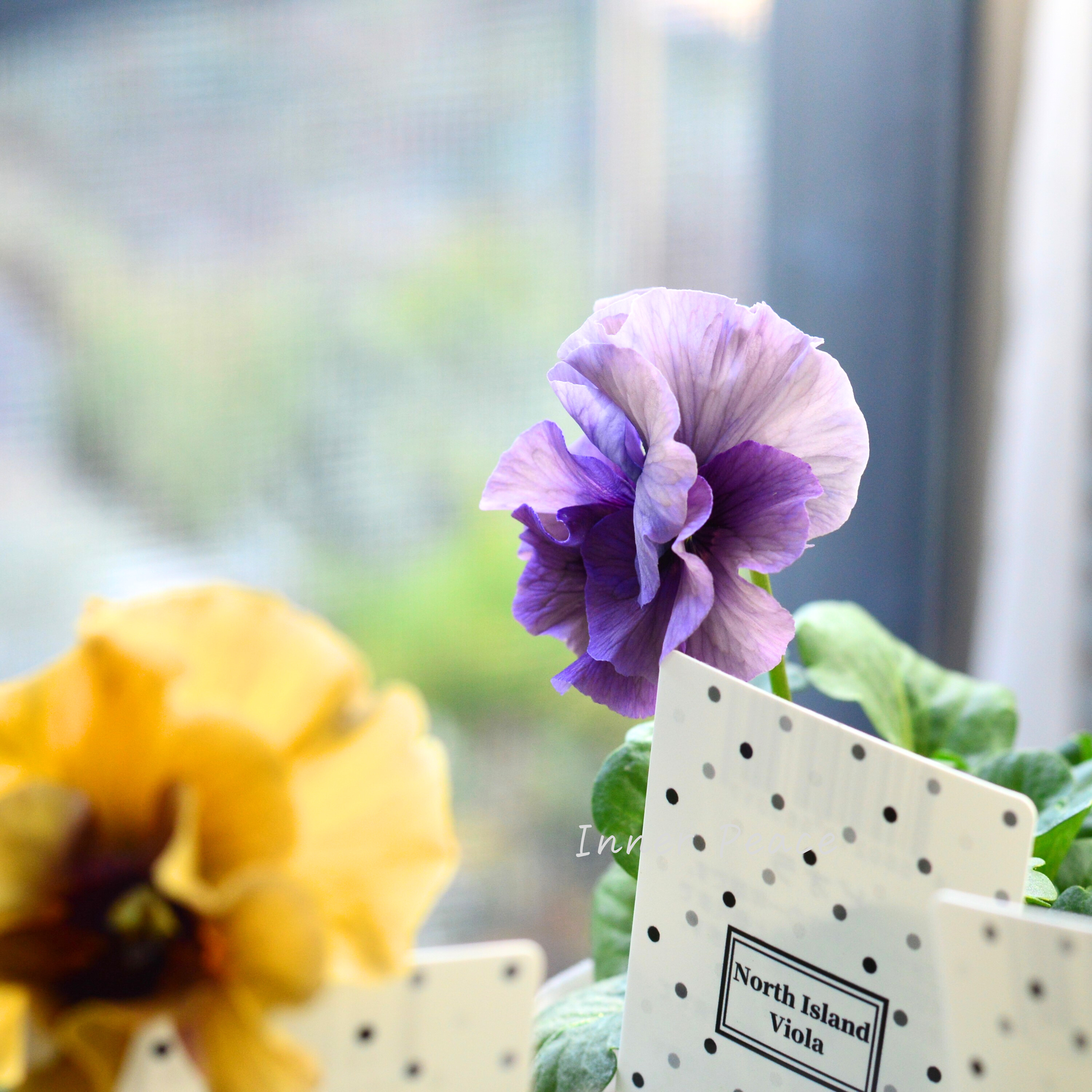 【八重咲き】 北島園芸さんの試作品ビオラ 『ふんわりフリル(仮)』 3.5寸POT