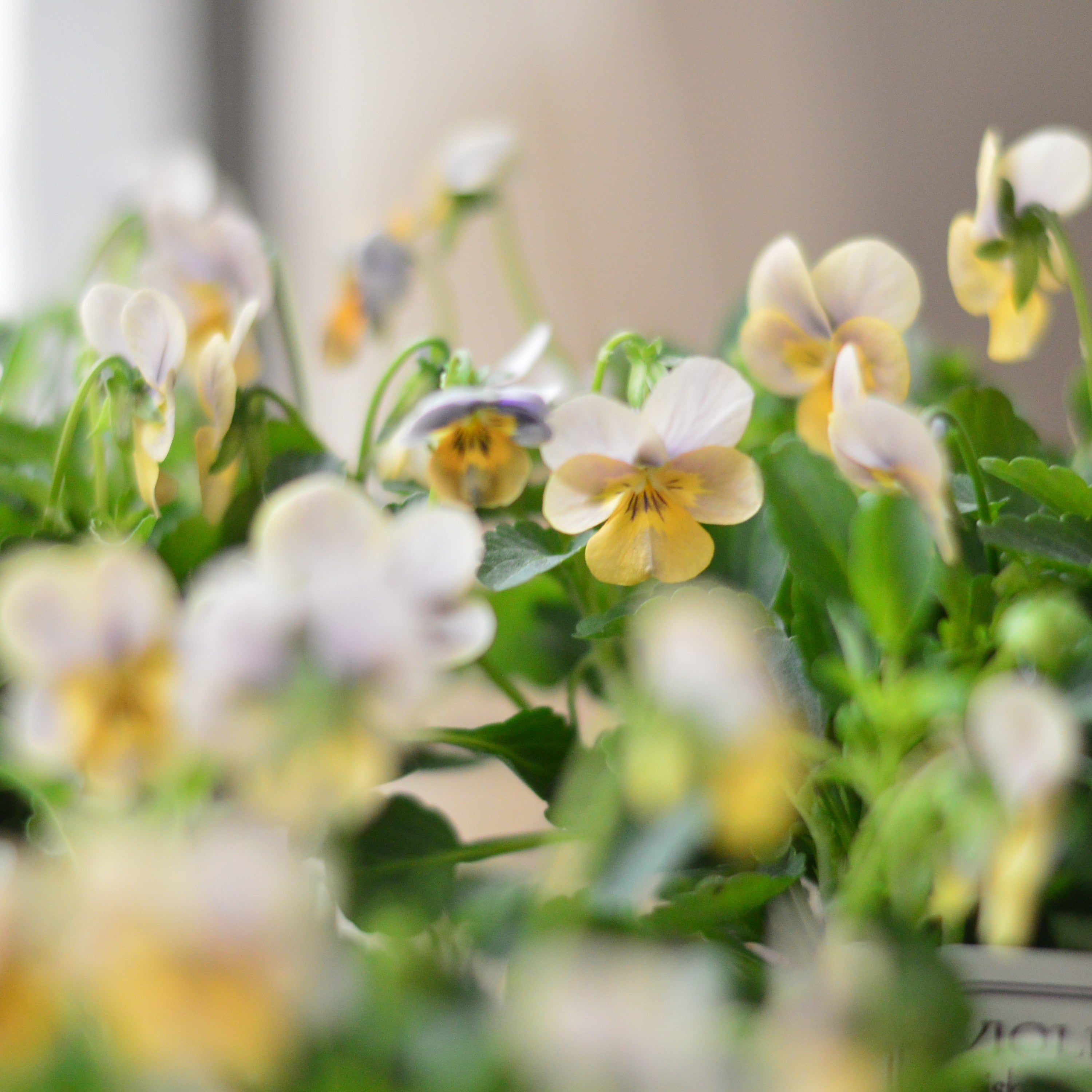 【かわいい】 小輪ビオラ ビオレッタ 『グレイッシュオレンジモンキーズ』 3.5寸POT