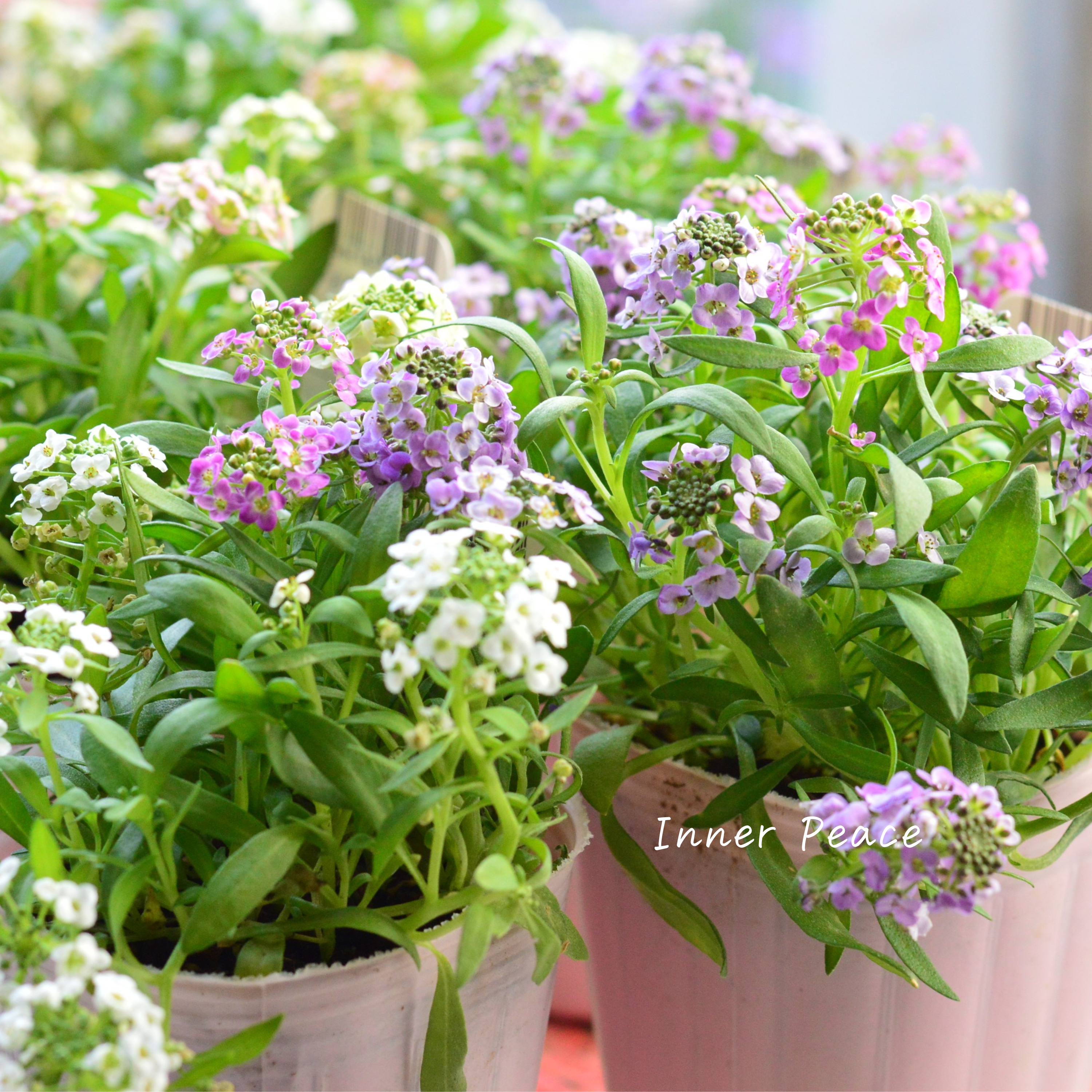 【ミックス】 スイートアリッサム 『ジュエリーミックス』 2.5寸ロングPOT