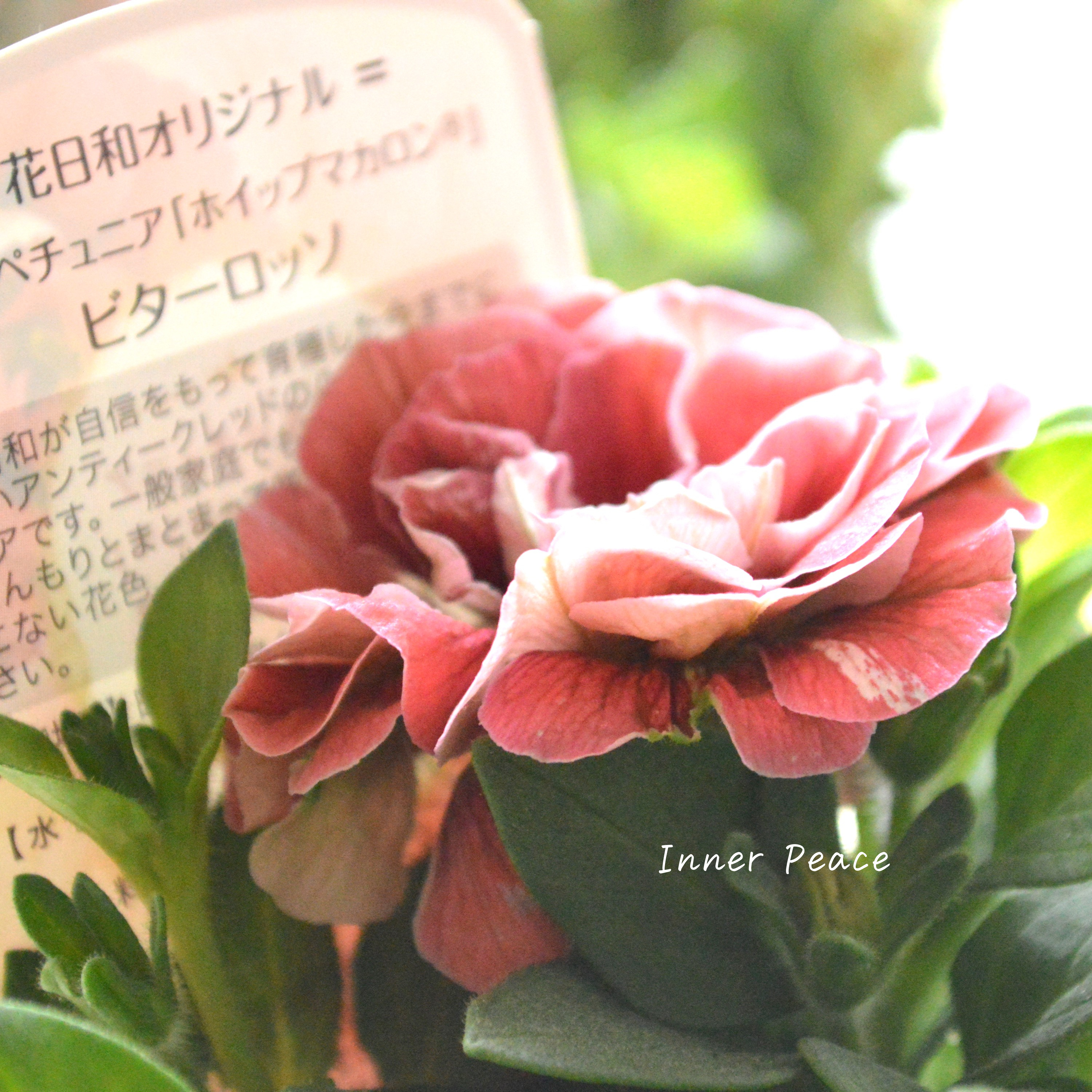 【花日和さんオリジナル】 ペチュニア 『ホイップマカロン・ビターロッソ』 3寸ロングPOT