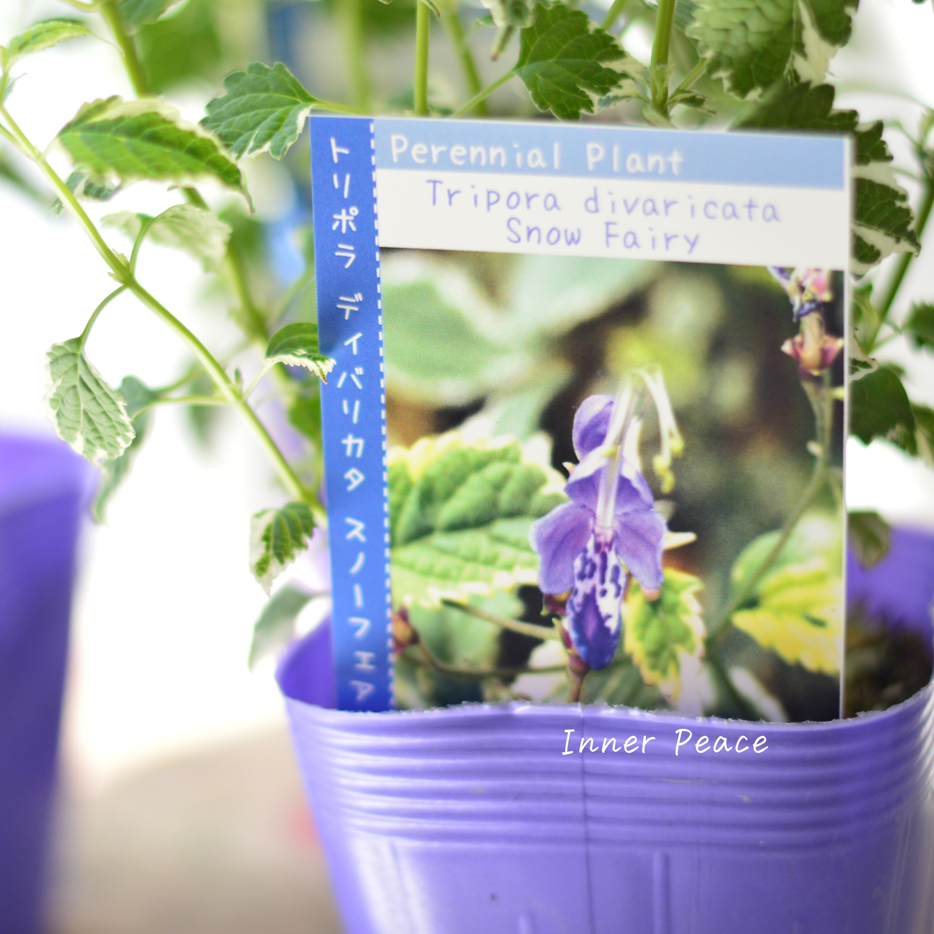 【斑入り】 カリオプテリス 『スノーフェアリー』(カリガネソウ) 3.5寸POT