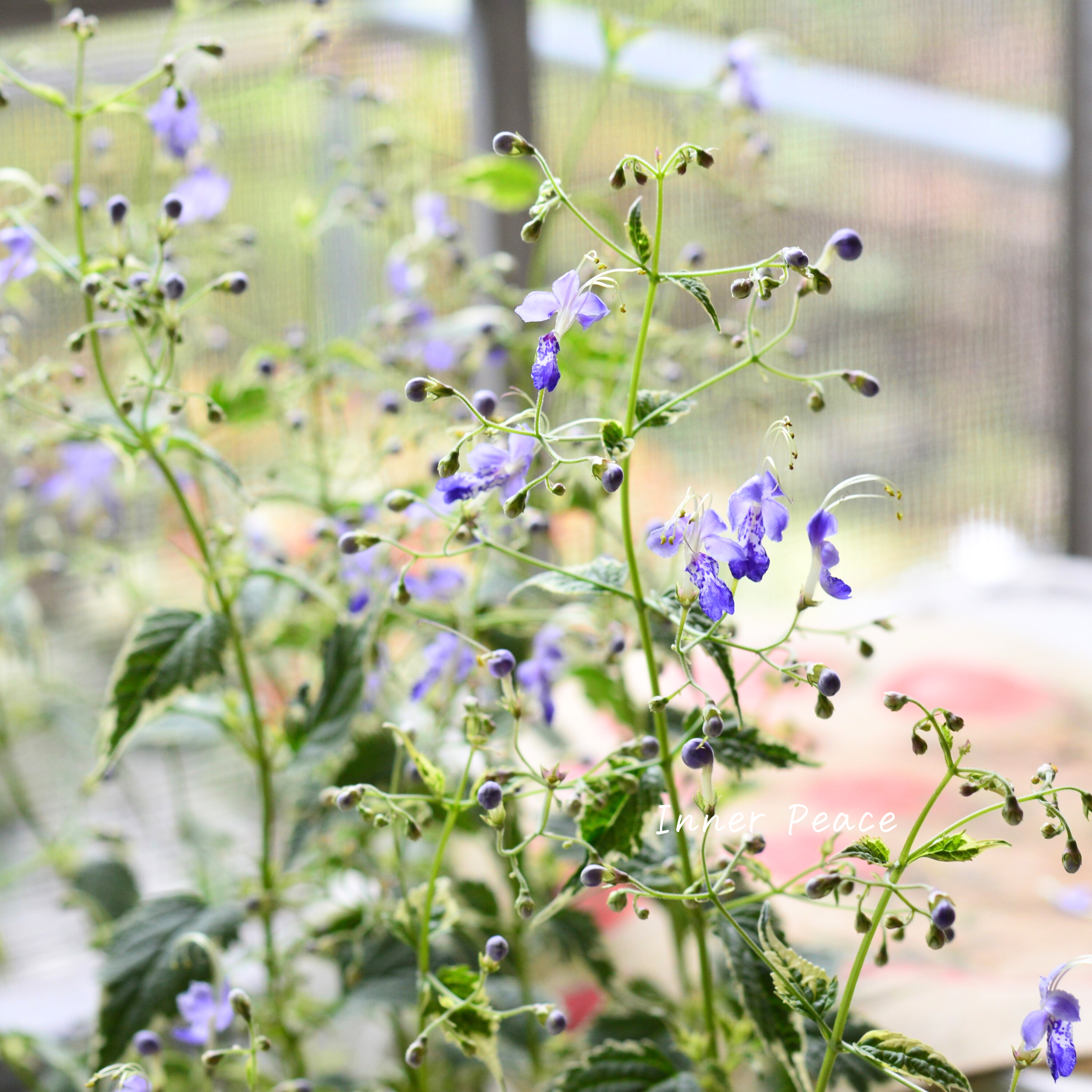 【斑入り】 カリオプテリス 『スノーフェアリー』(カリガネソウ) 3.5寸POT