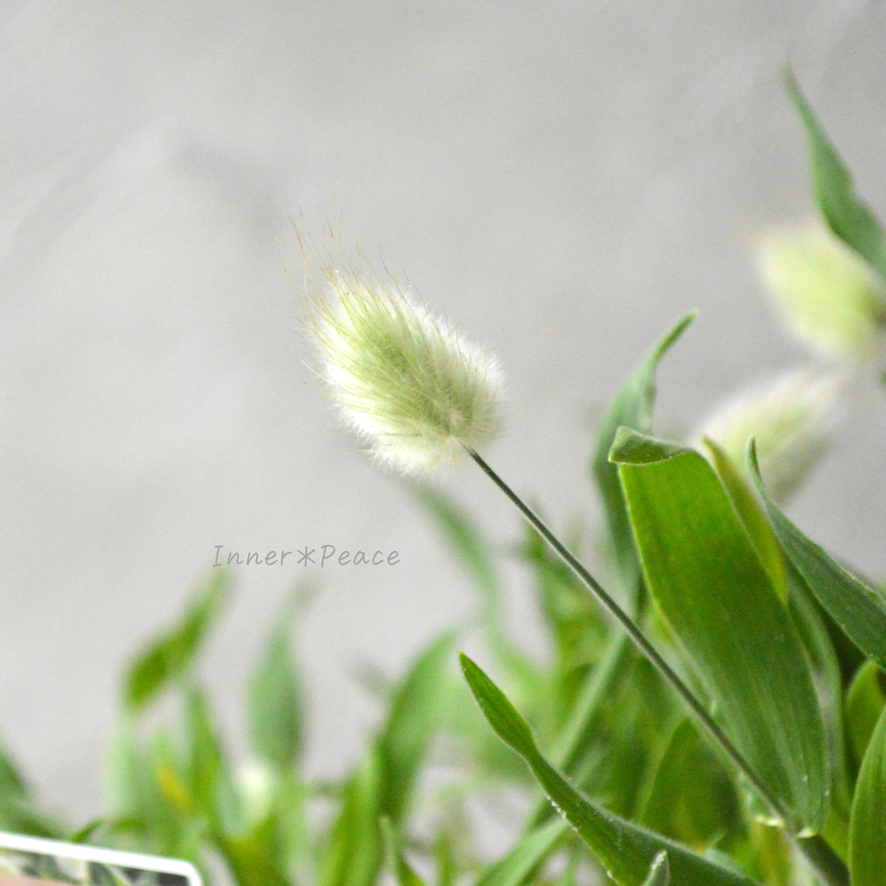 【かわいい】 ラグラス 『バニーテール』 3寸POT