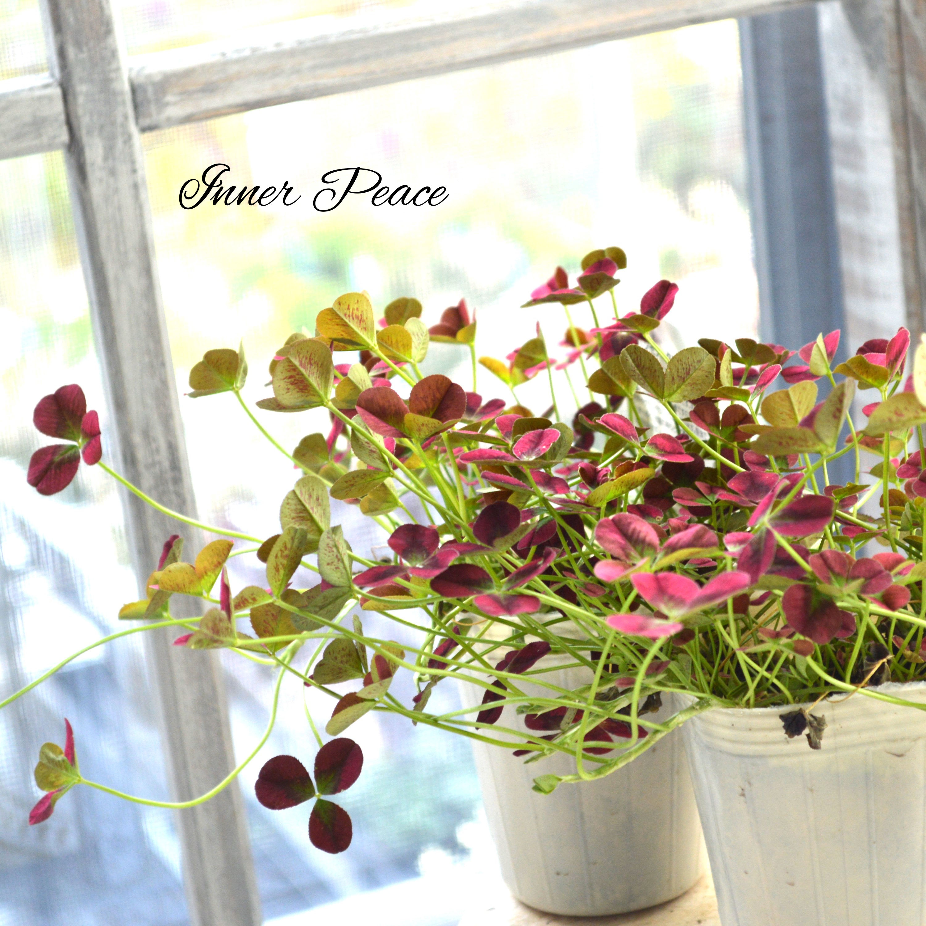 【かわいい】 プリンセスクローバー 『イザベル』 2.5寸ロングPOT