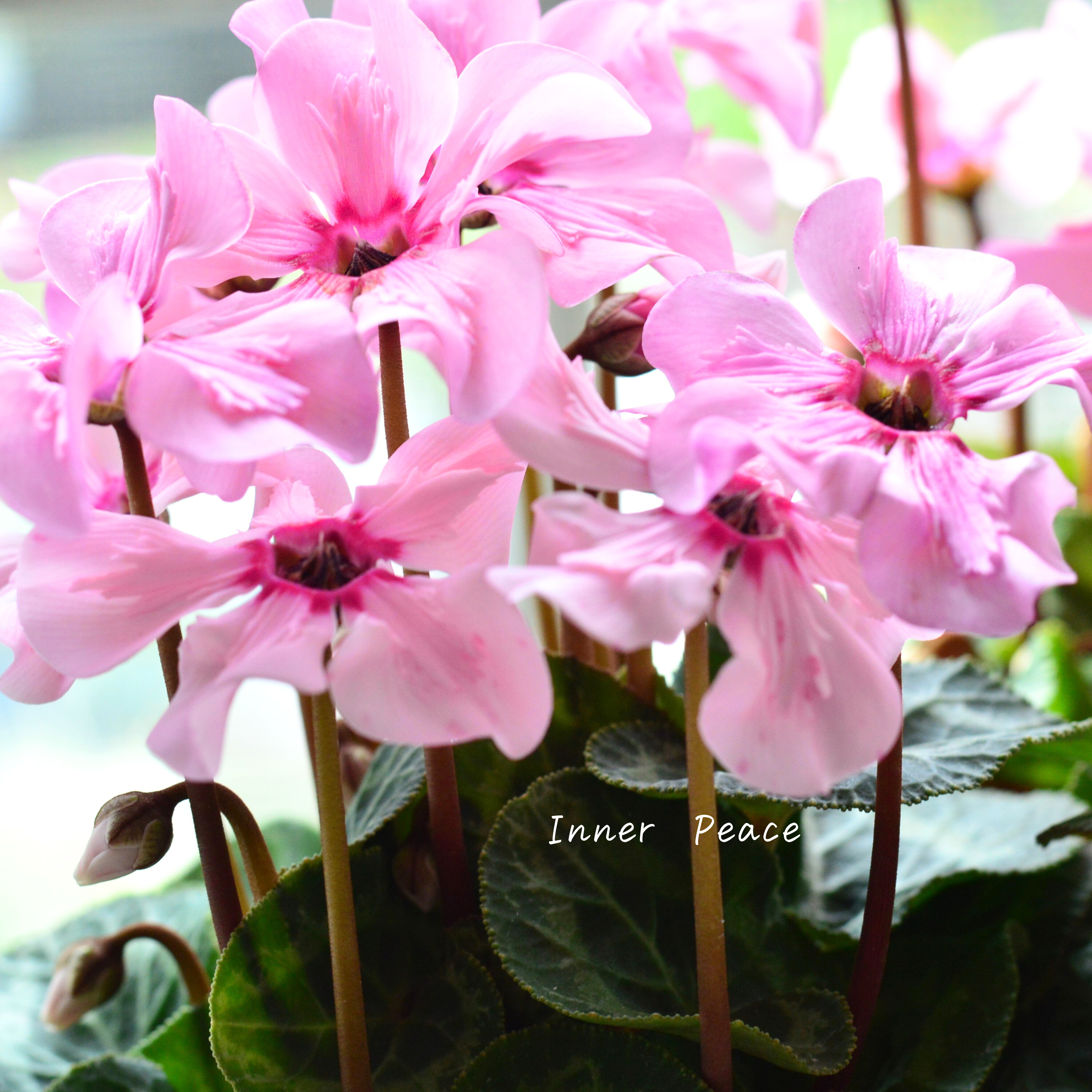 【新品種】 ミニシクラメン 『イリュージア・ピンクラテ』 3寸硬質POT