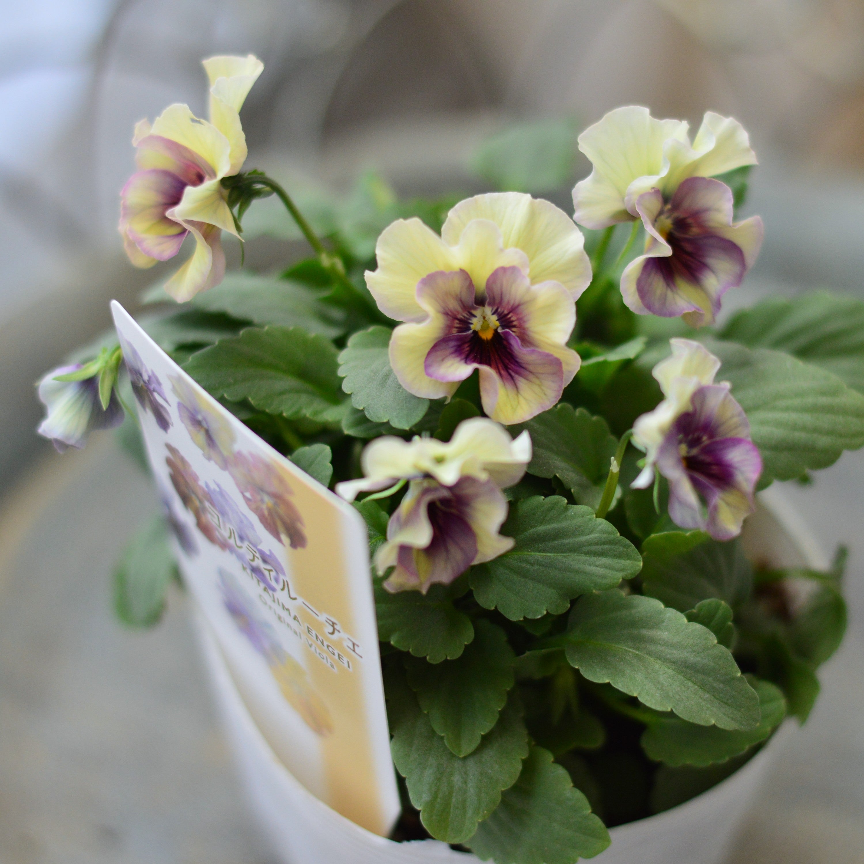 【Special】 北島園芸さんのビオラ 『コルティルーチェ・B』 3.5寸POT