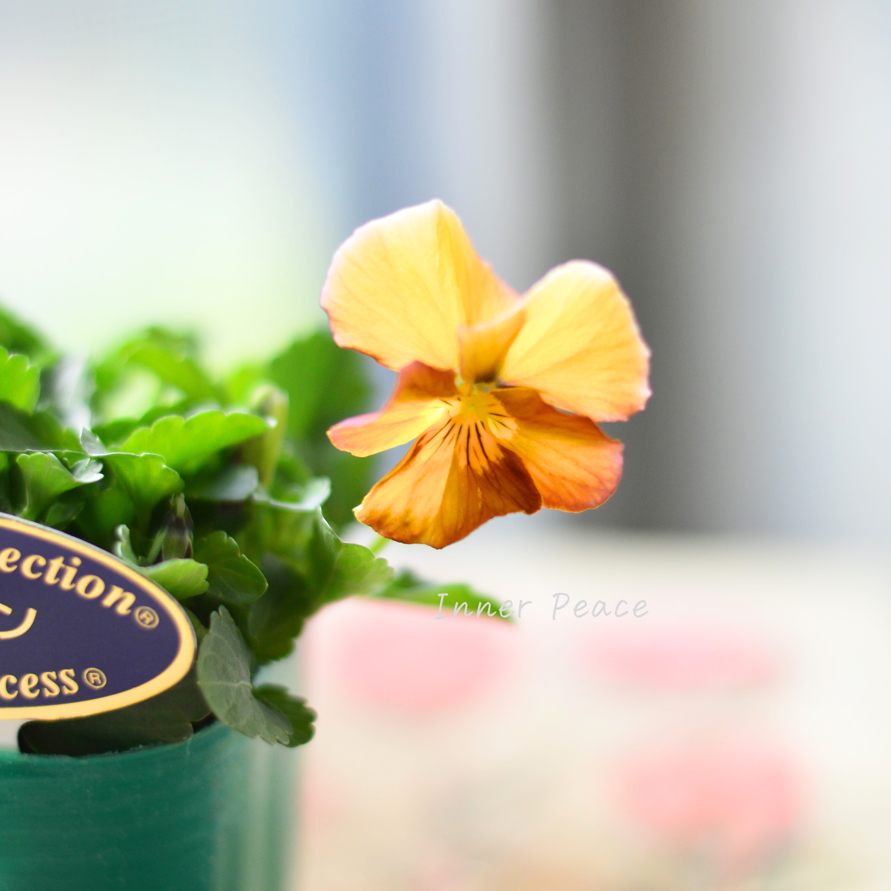 【人気】 ビオラ 『横浜セレクション・テレジアン』 3寸POT