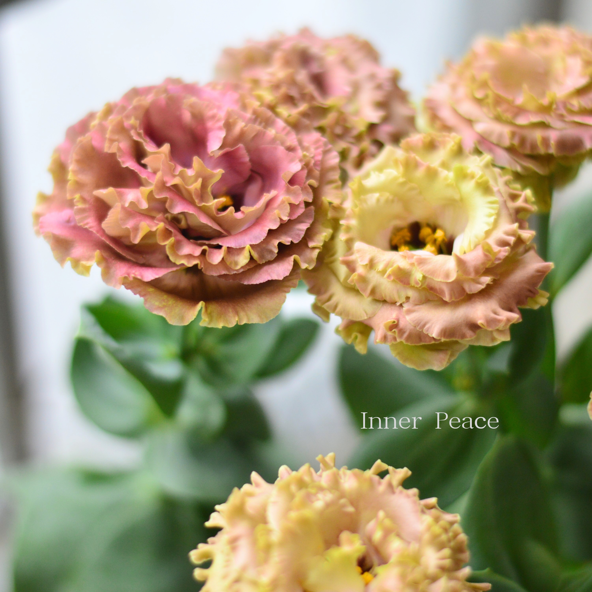 八重咲き】 トルコギキョウ 『アンバーダブル・ショコラ』 2.5寸POT