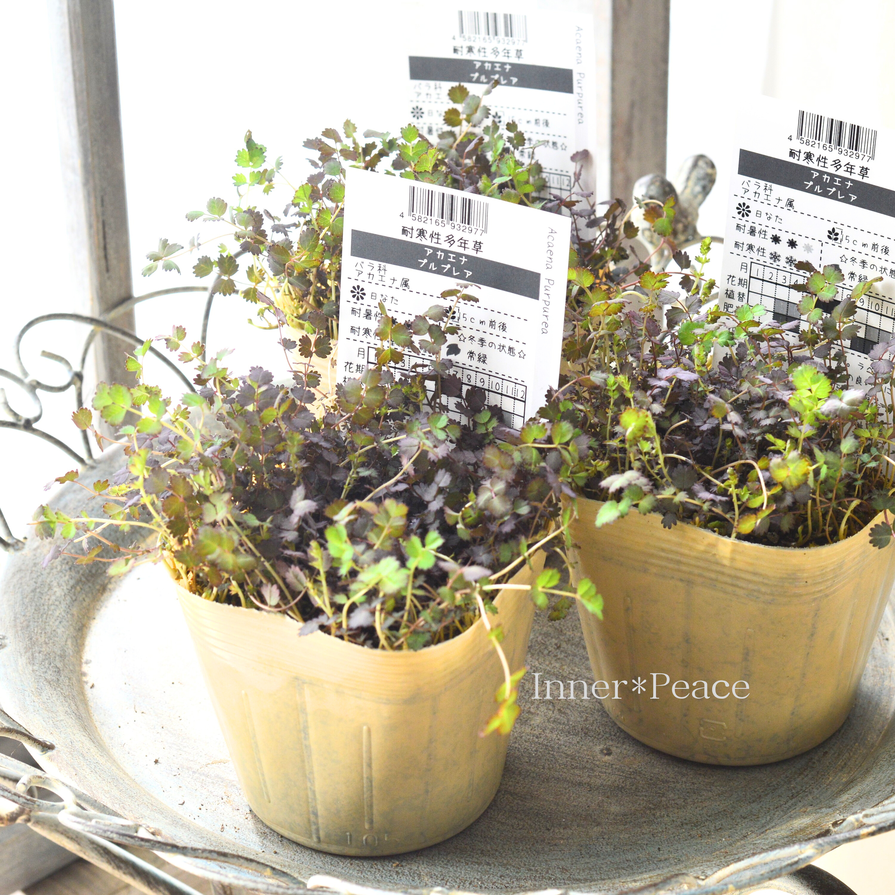 【常緑】 アカエナ 『プルプレア』 3.5寸POT