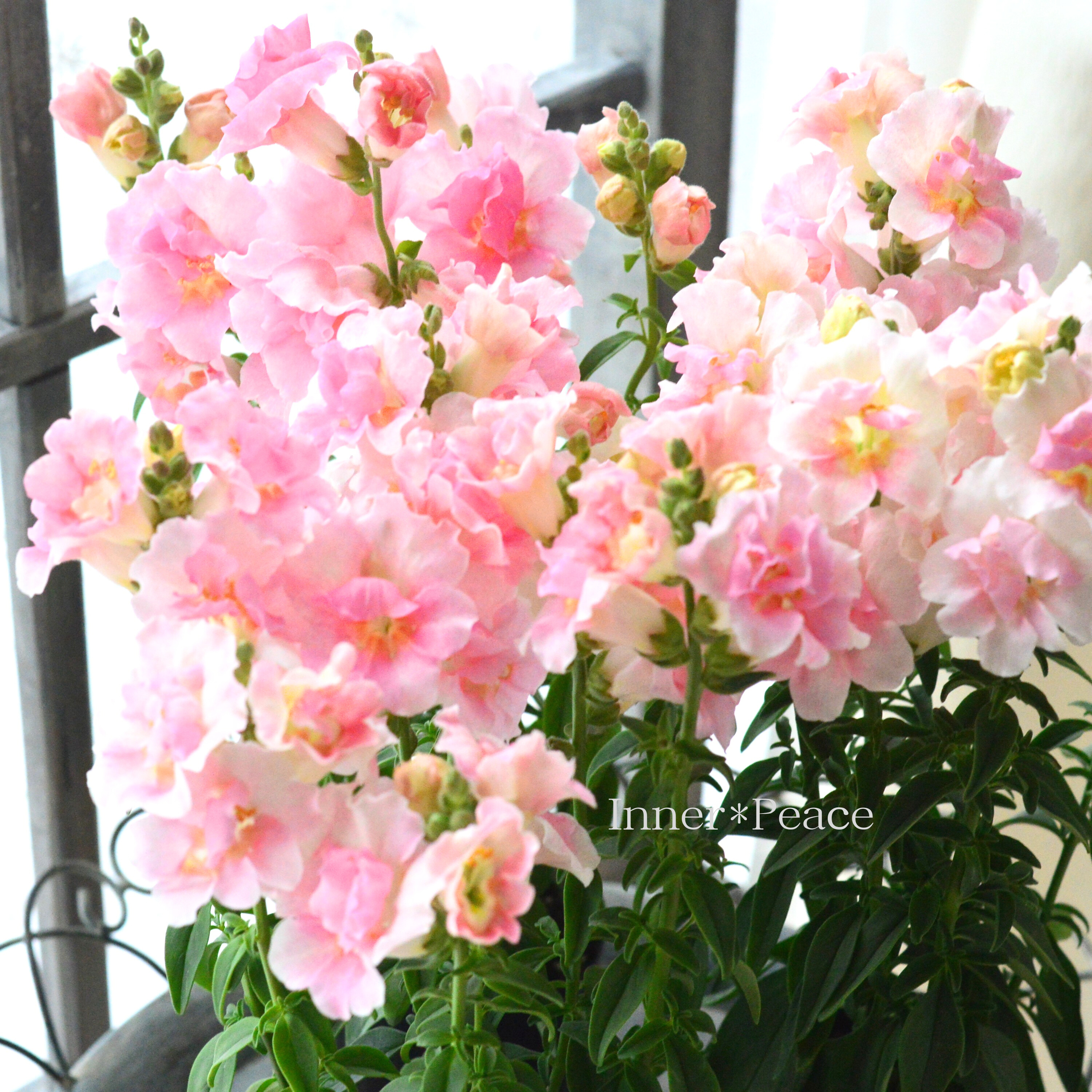 【かわいい】 キンギョソウ・トゥイニー 『アップルブロッサム』 3寸POT