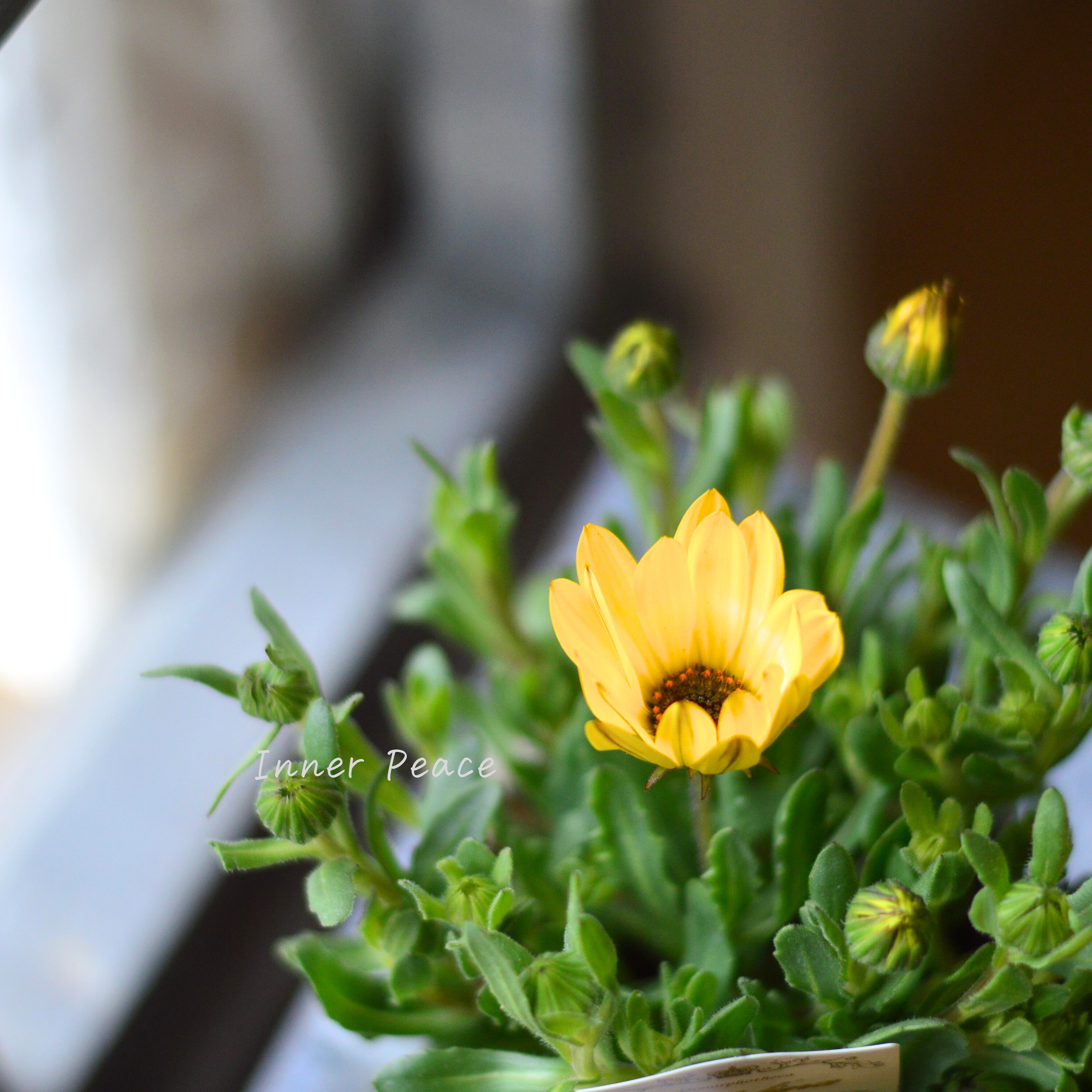 【春色】 ディモルフォセカ 『パステリーナ・イエロー系』 2.5寸POT