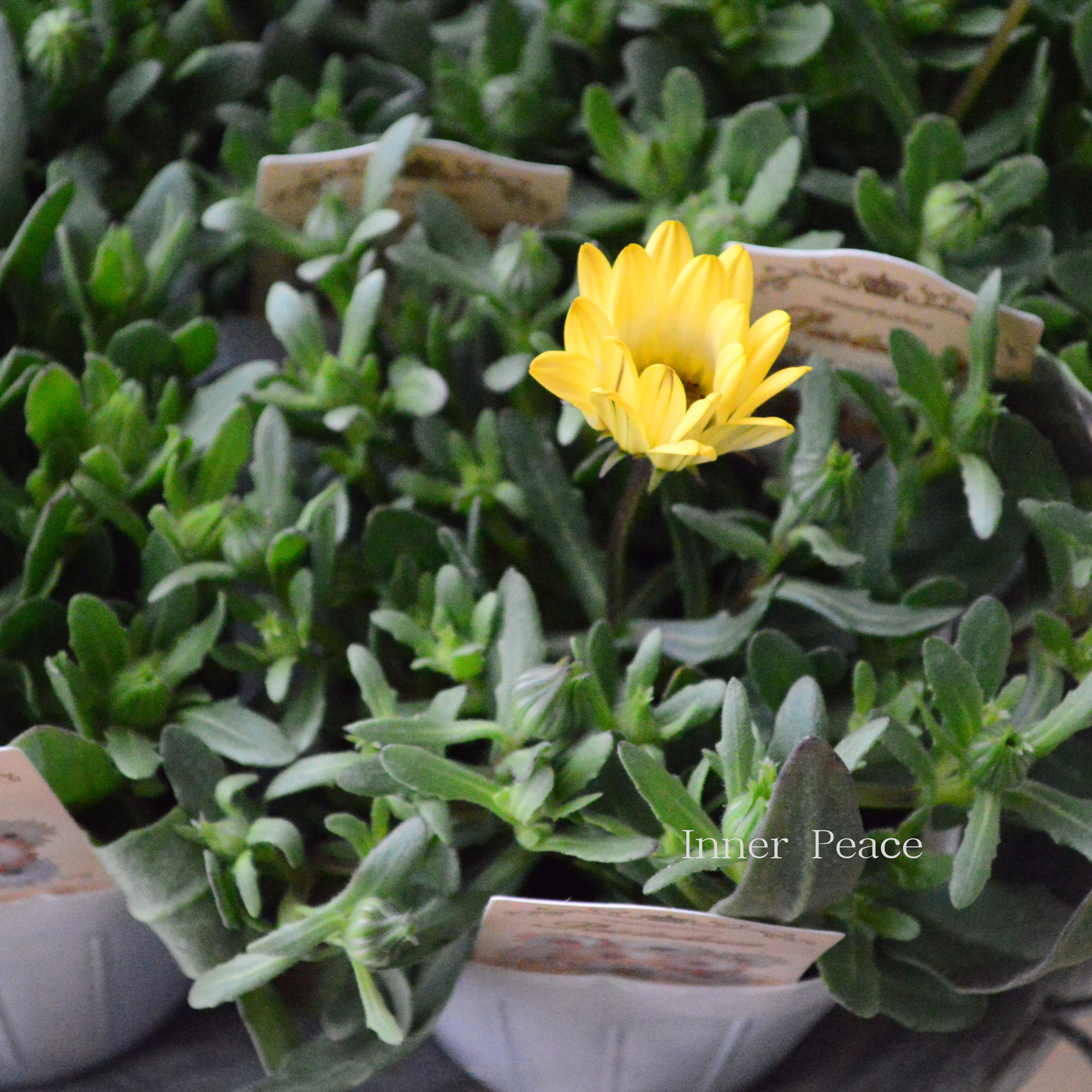 【春色】 ディモルフォセカ 『パステリーナ・イエロー系』 3.5寸POT