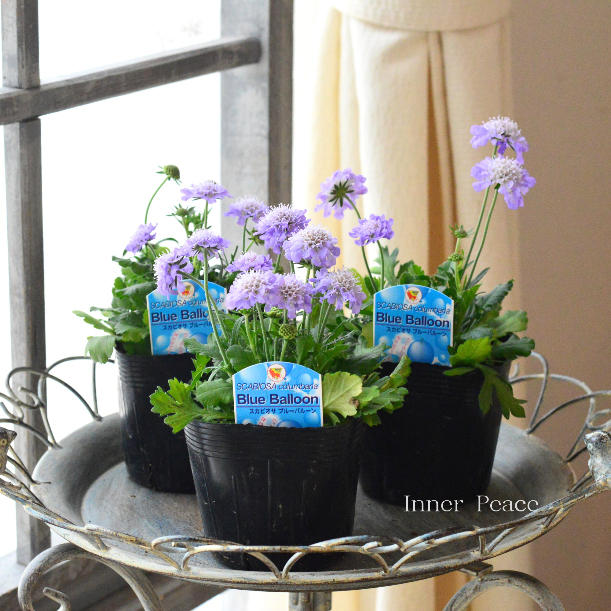 【美しい】 スカビオサ 『ブルーバルーン』 3.5寸POT